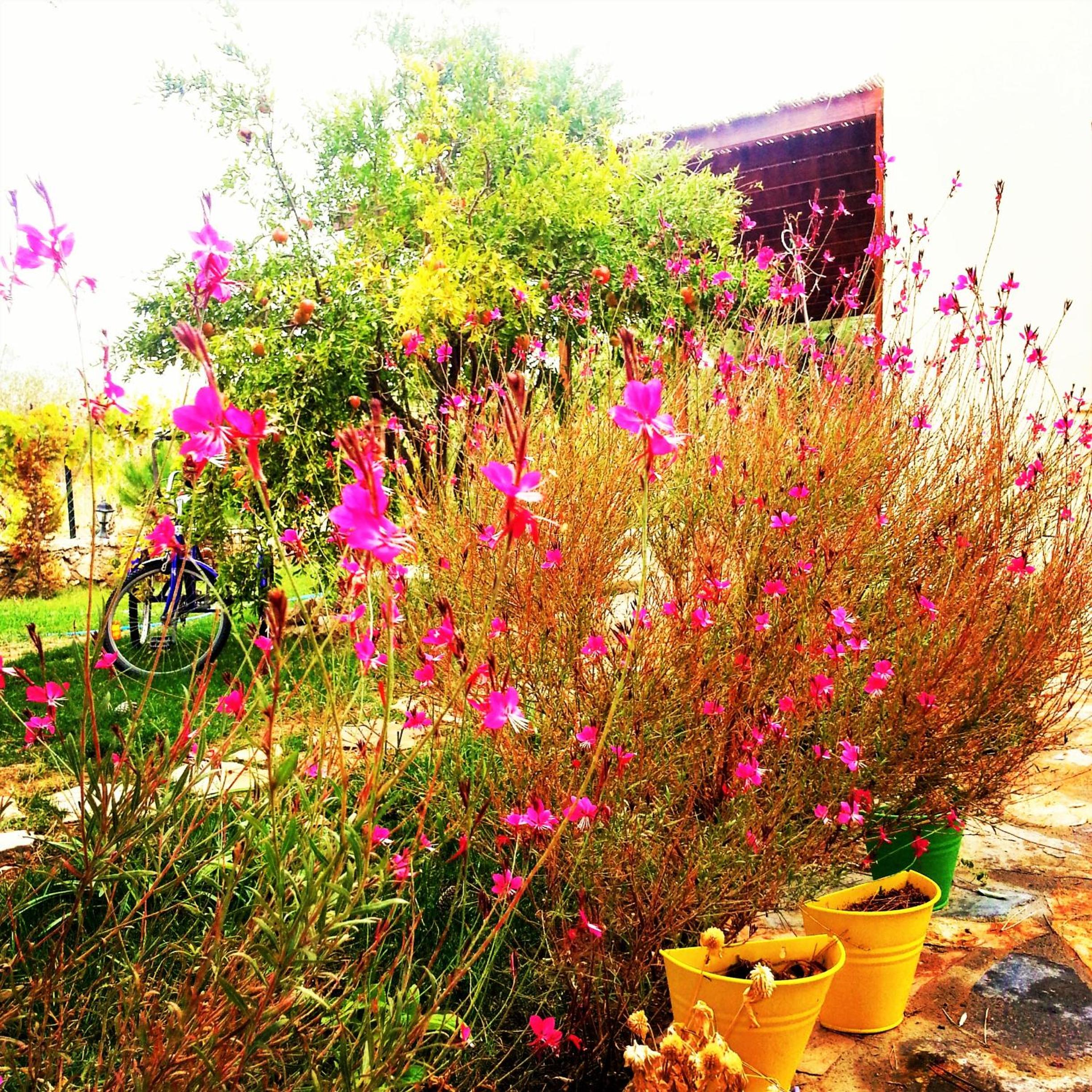 Nar Bağevi