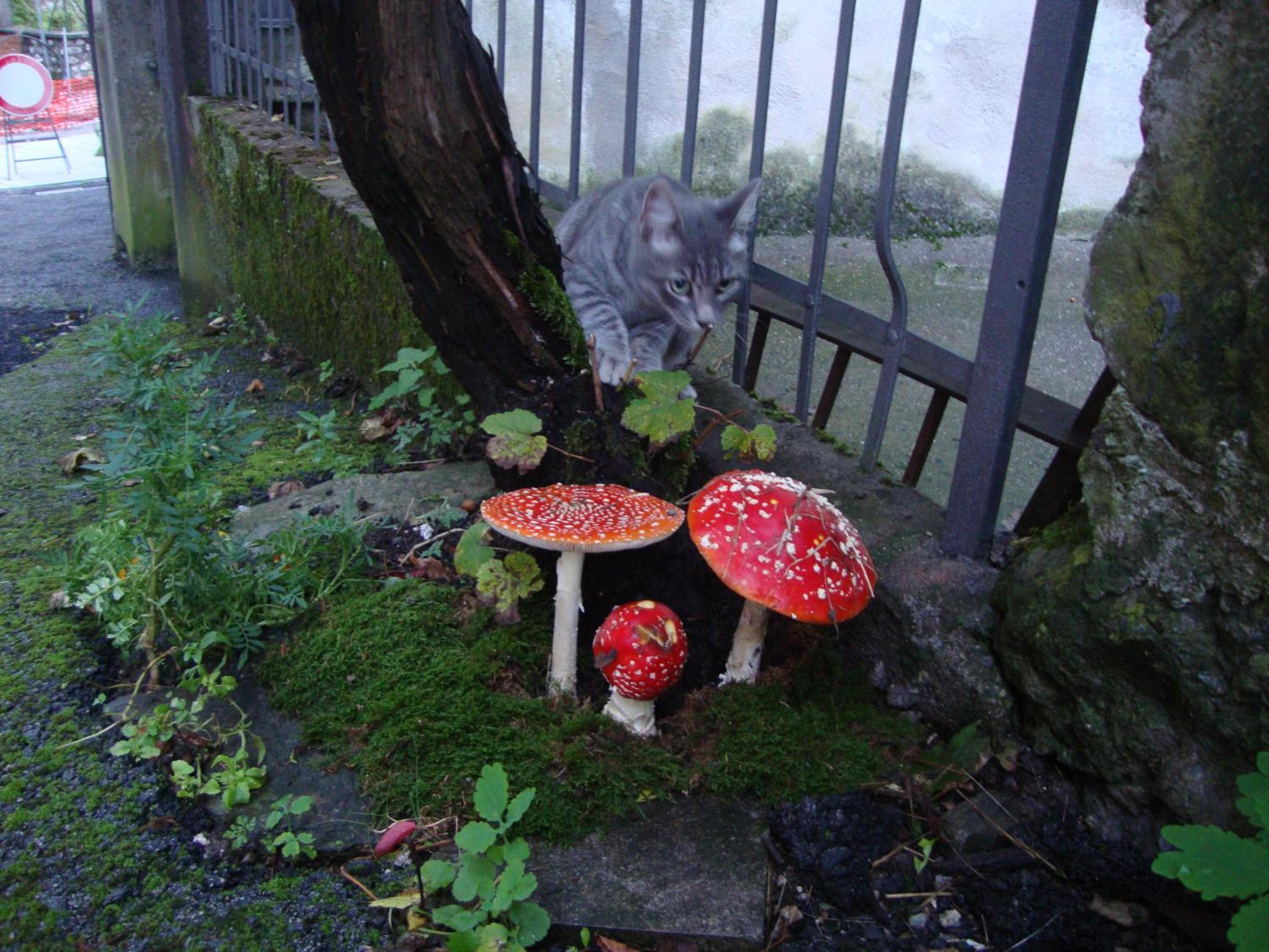 Photo 20