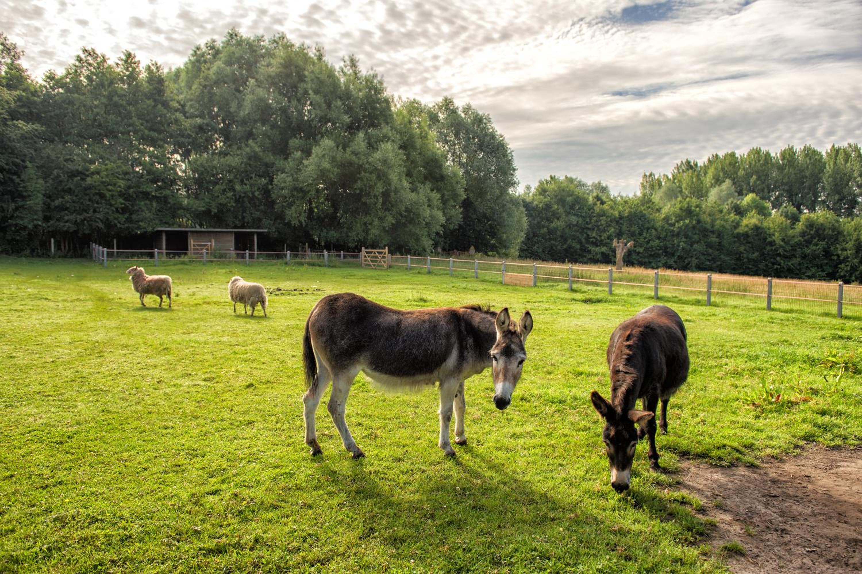 Petrus Wittebrood Hoeve