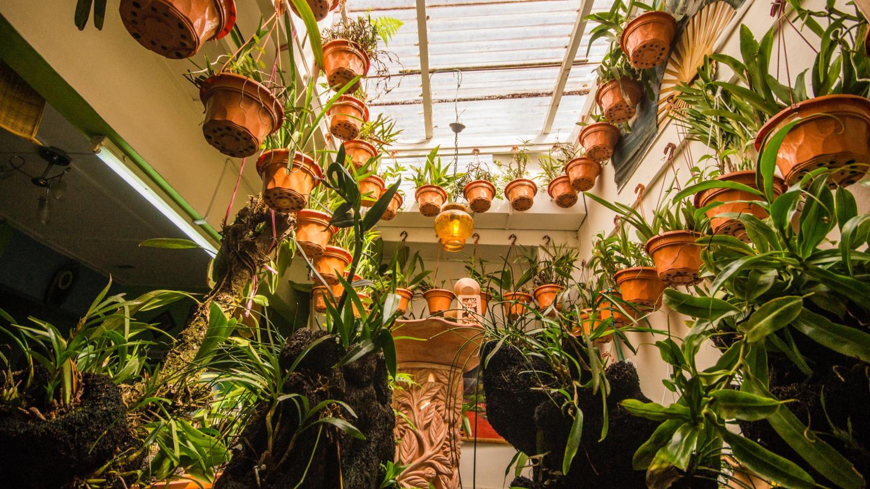 Orchid Haven