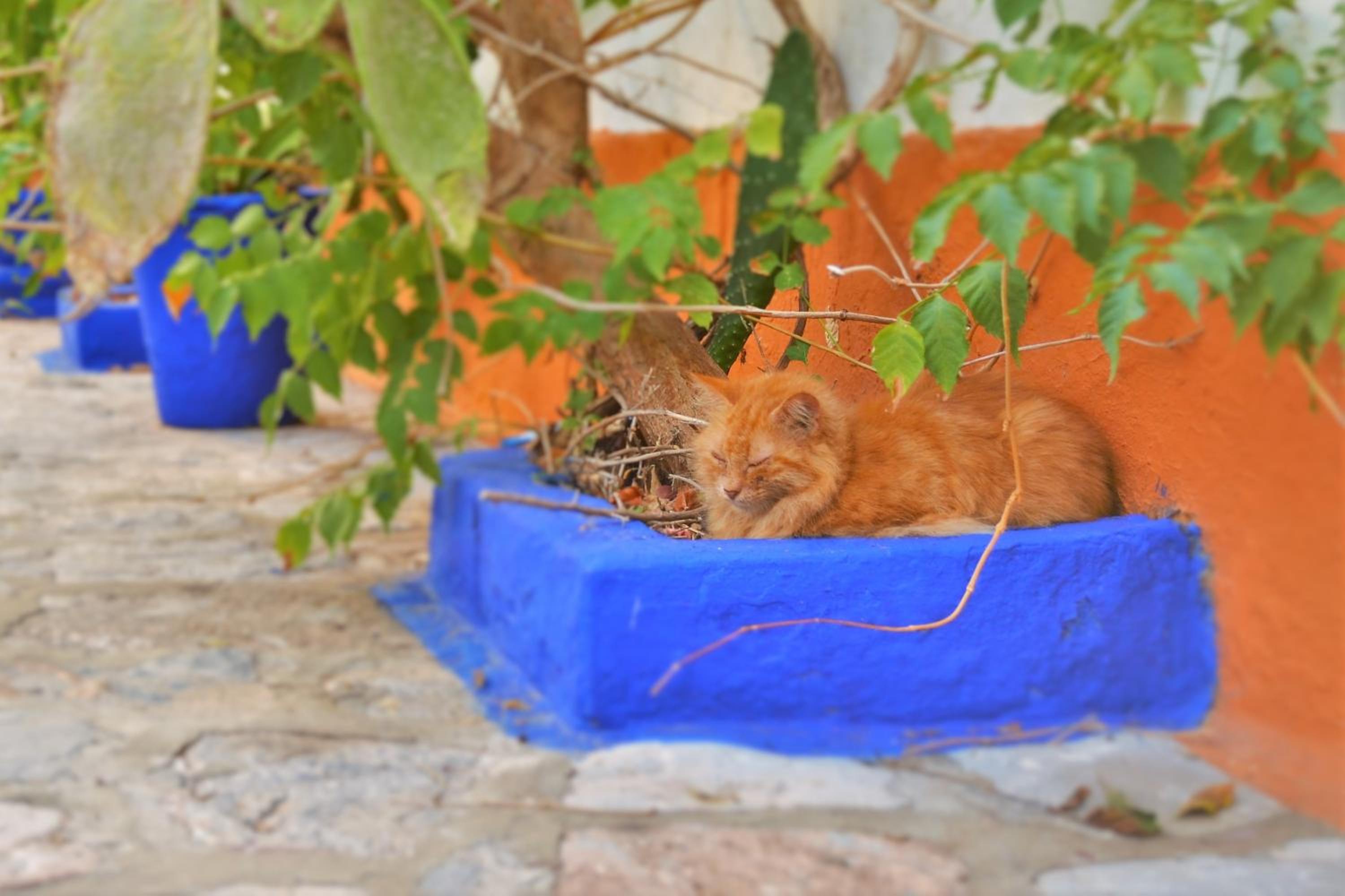 Ύδρα ivY