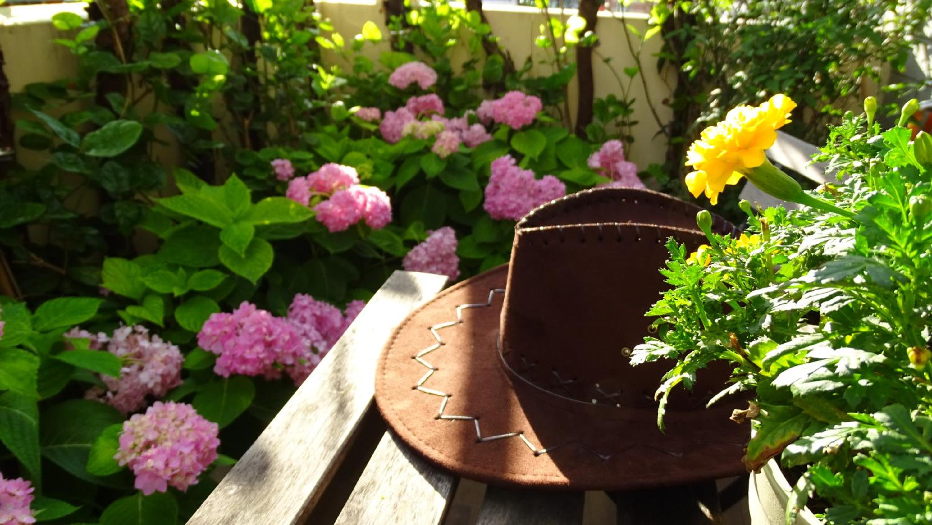Luna's House
