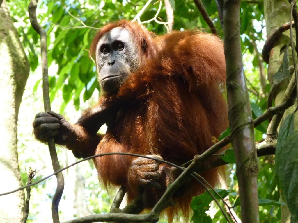 Villa Paradise - Bukit Lawang