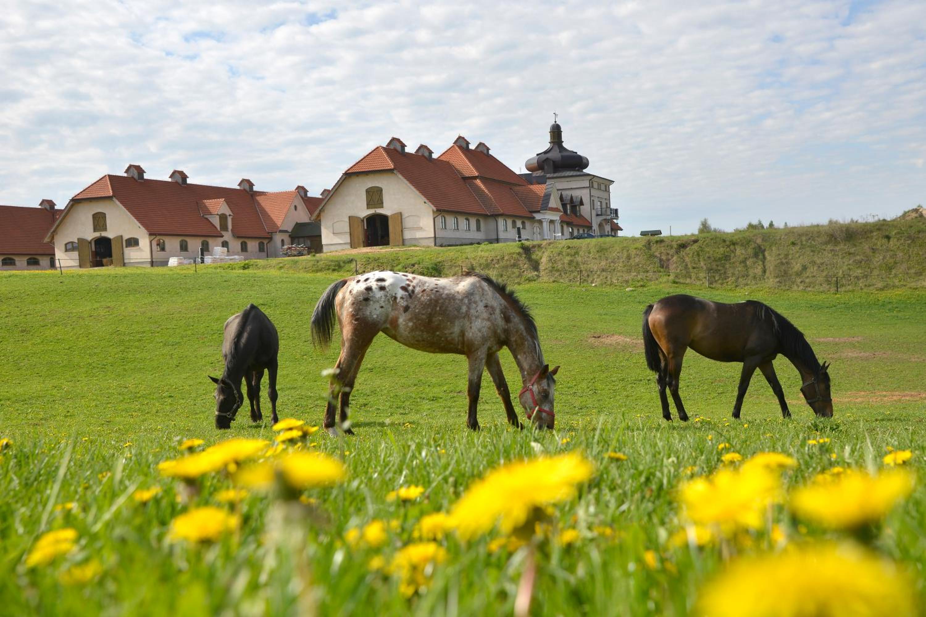 Stadnina Koni Nad Wigrami view 2
