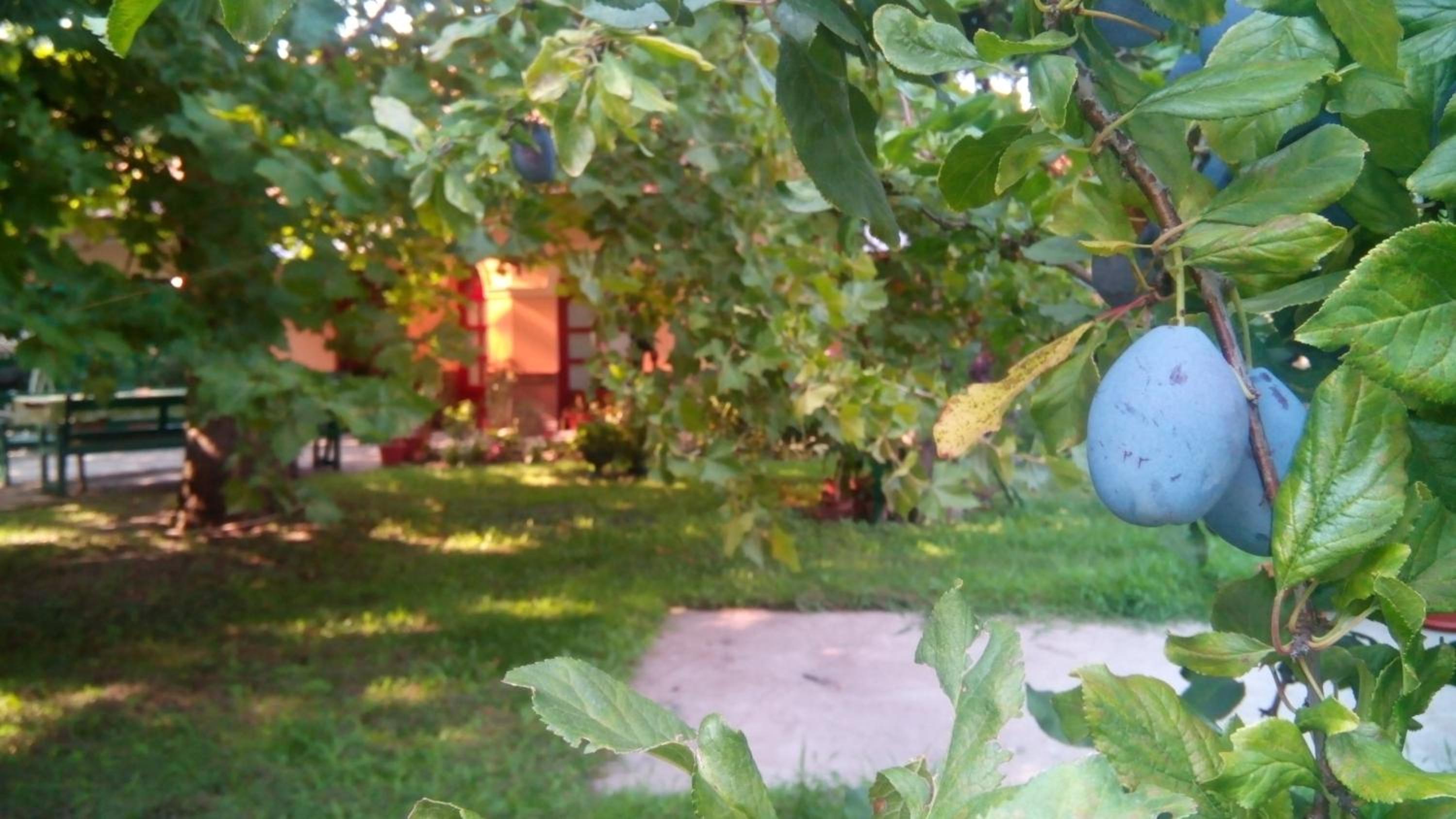 Photo 46