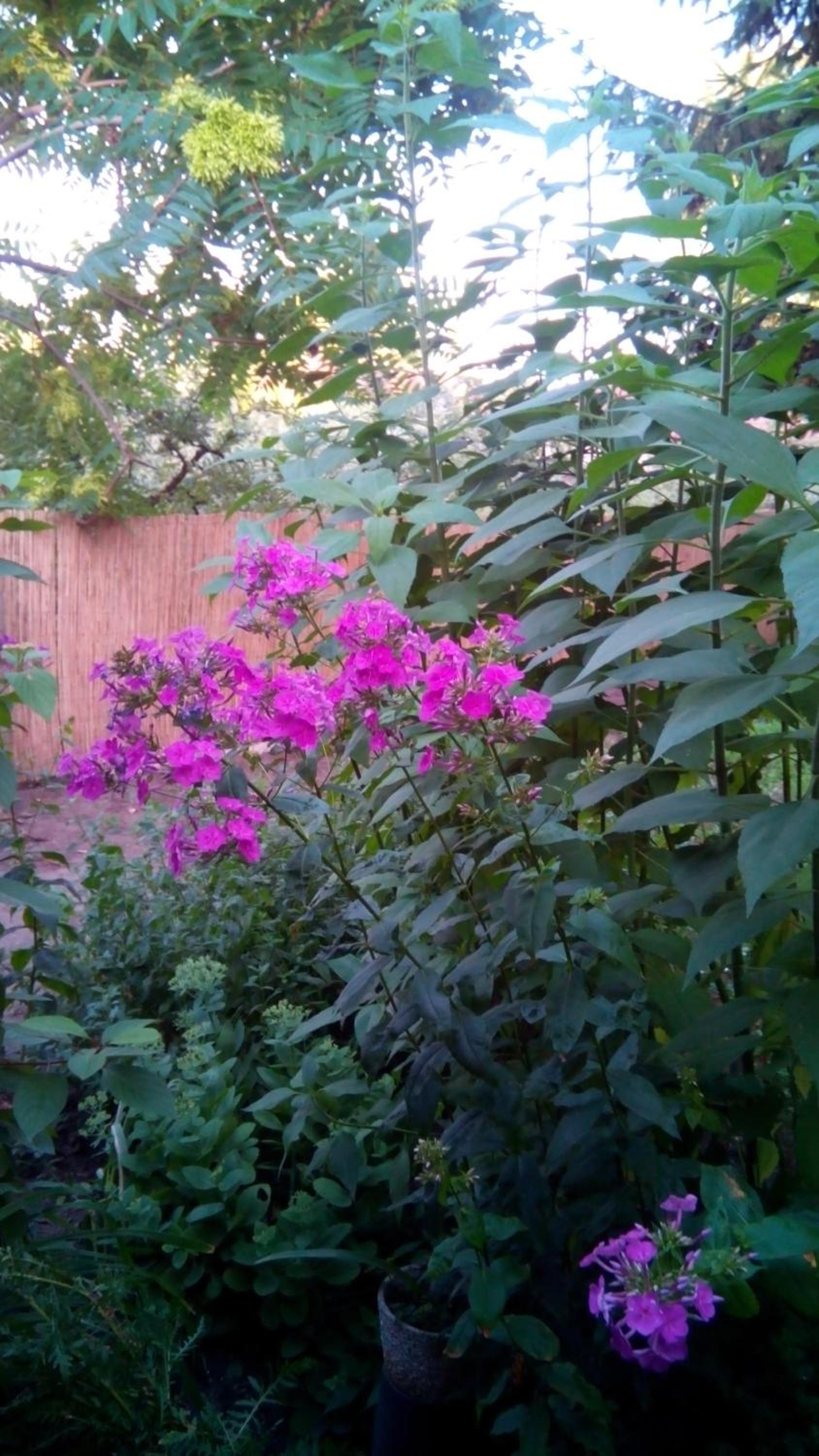 Photo 53