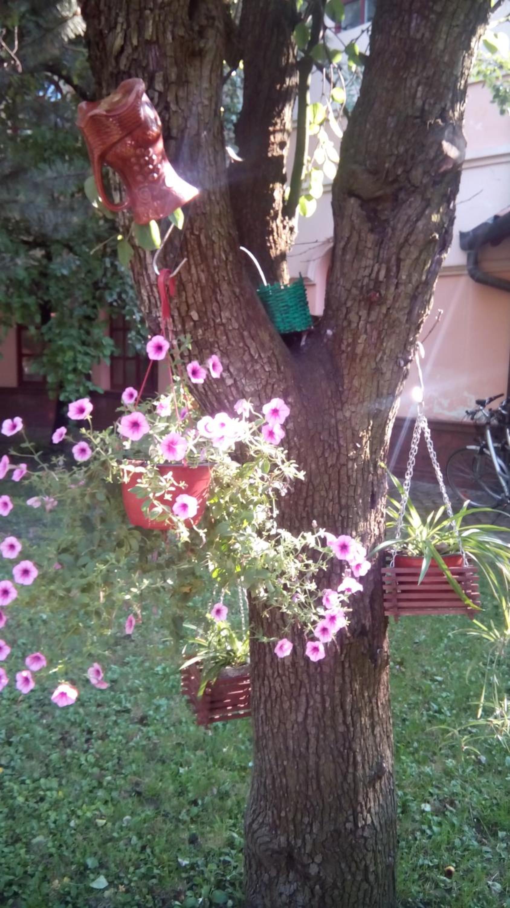 Photo 62