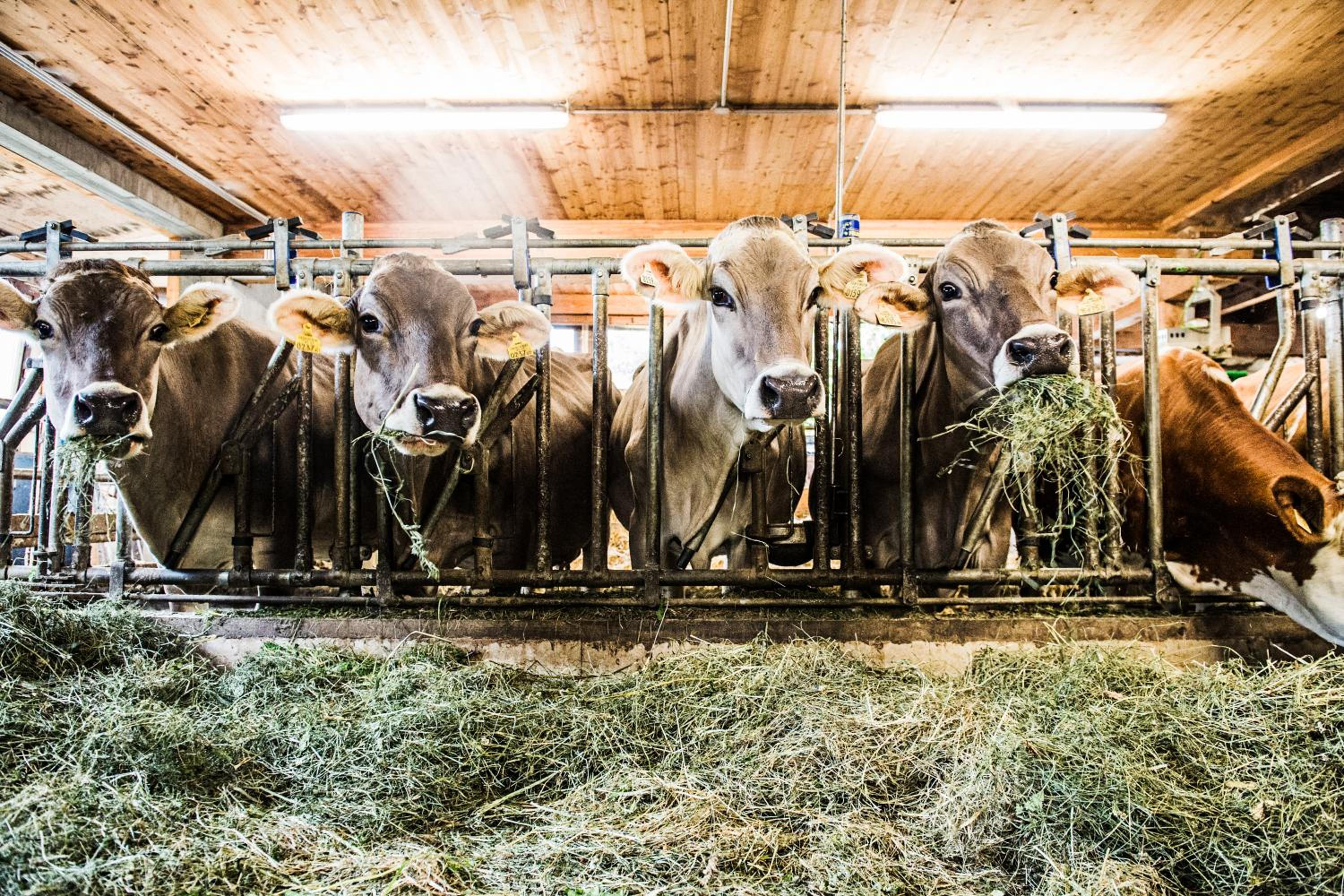 Photo 36