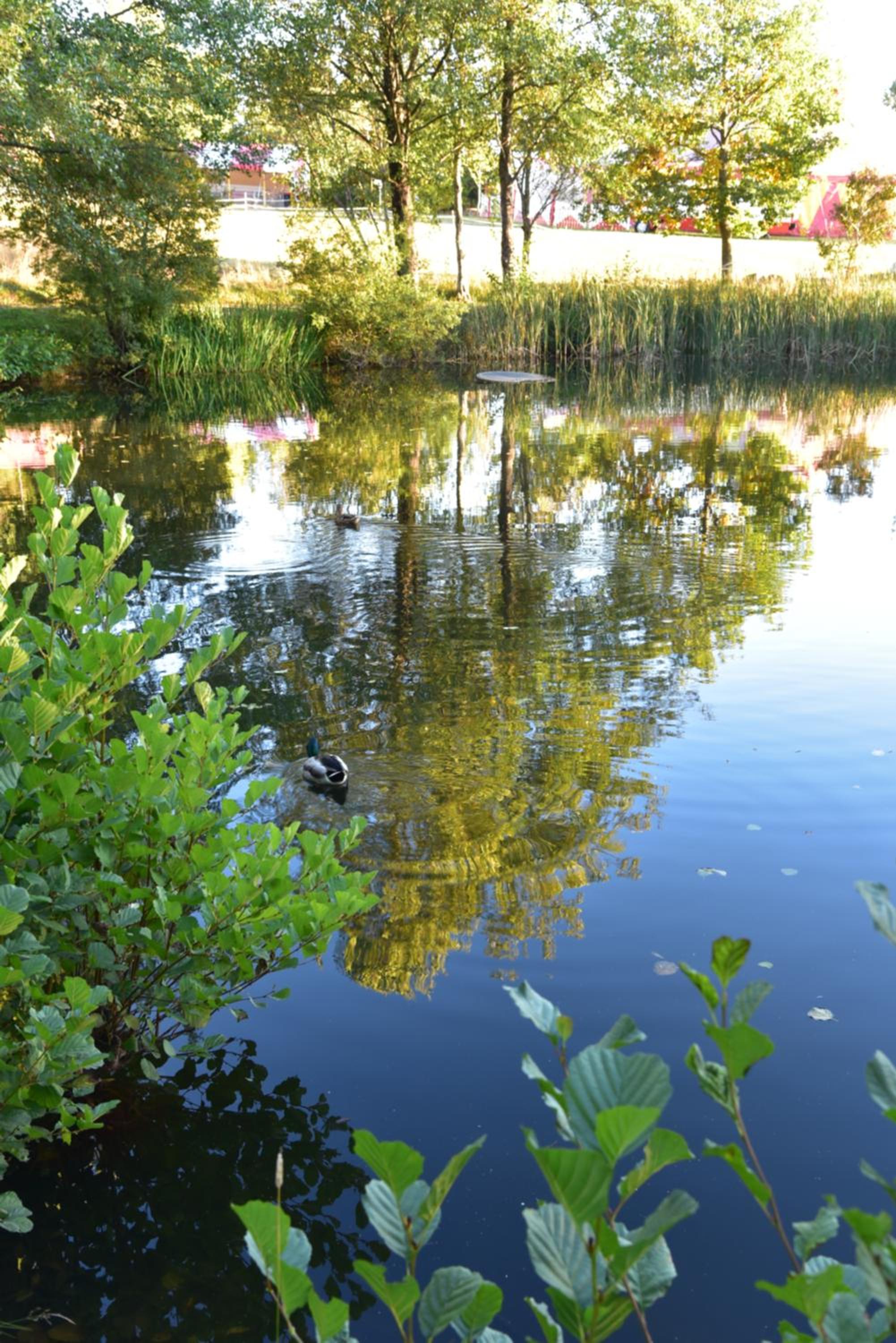 Photo 46