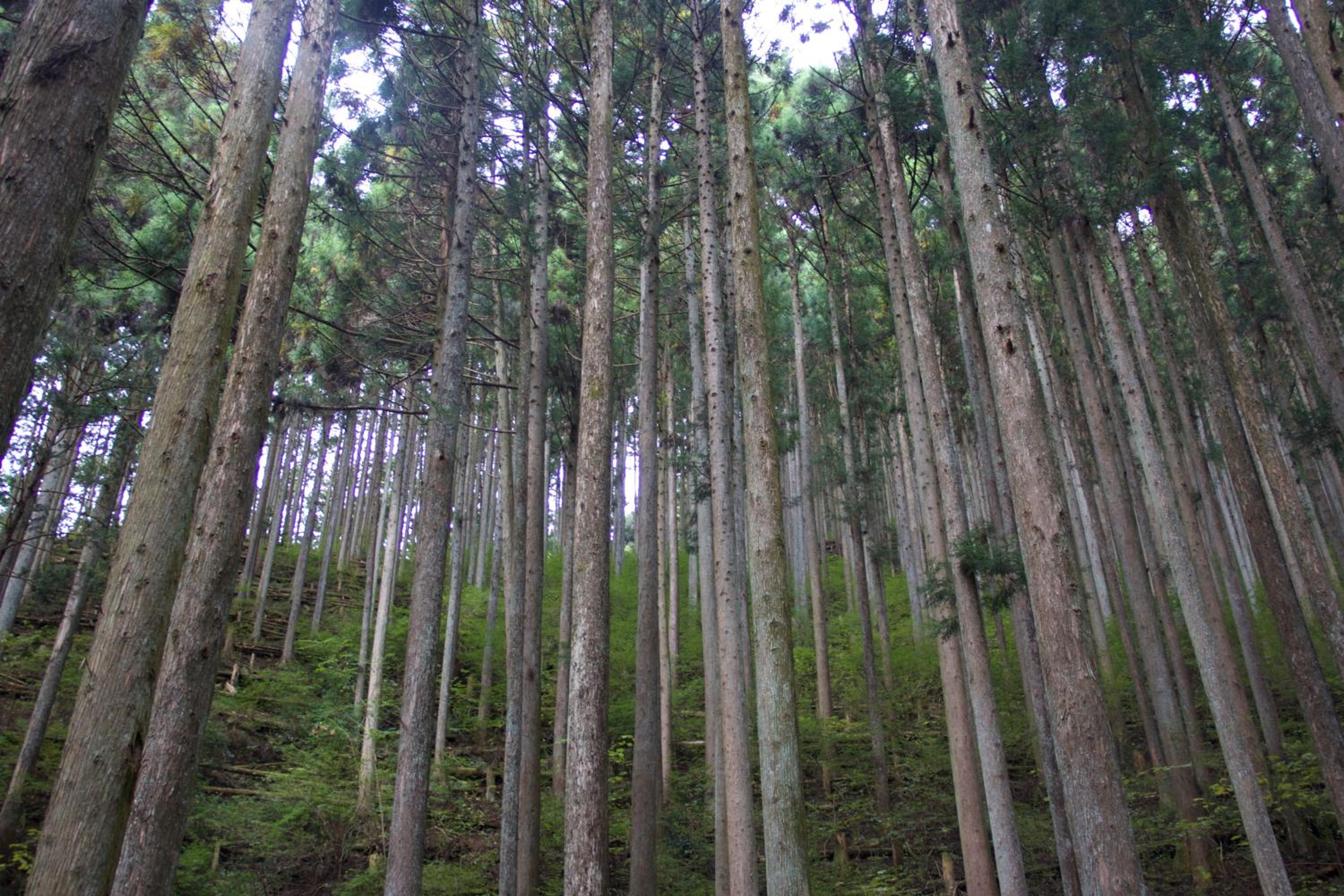 Photo 48