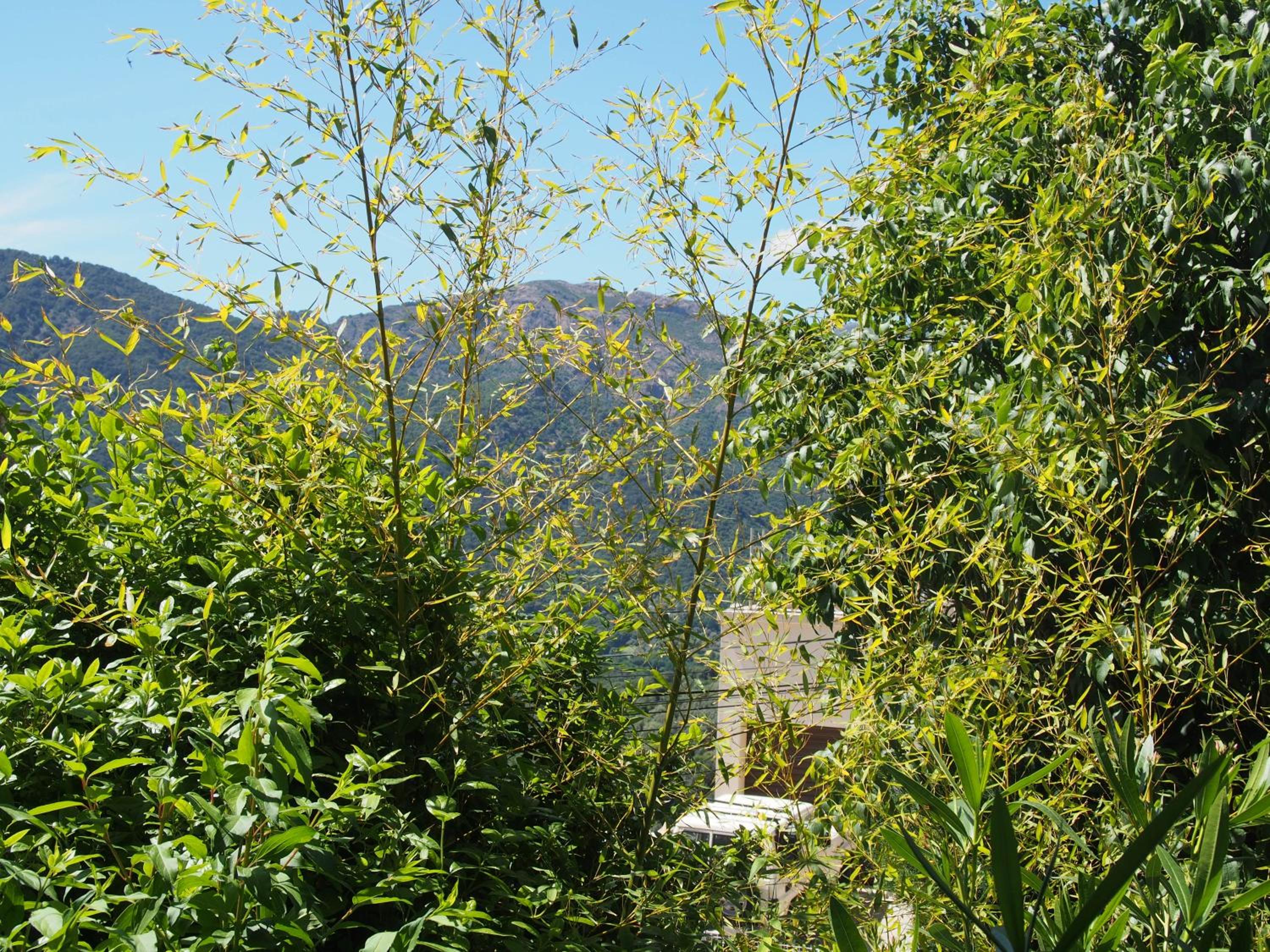 Photo 21