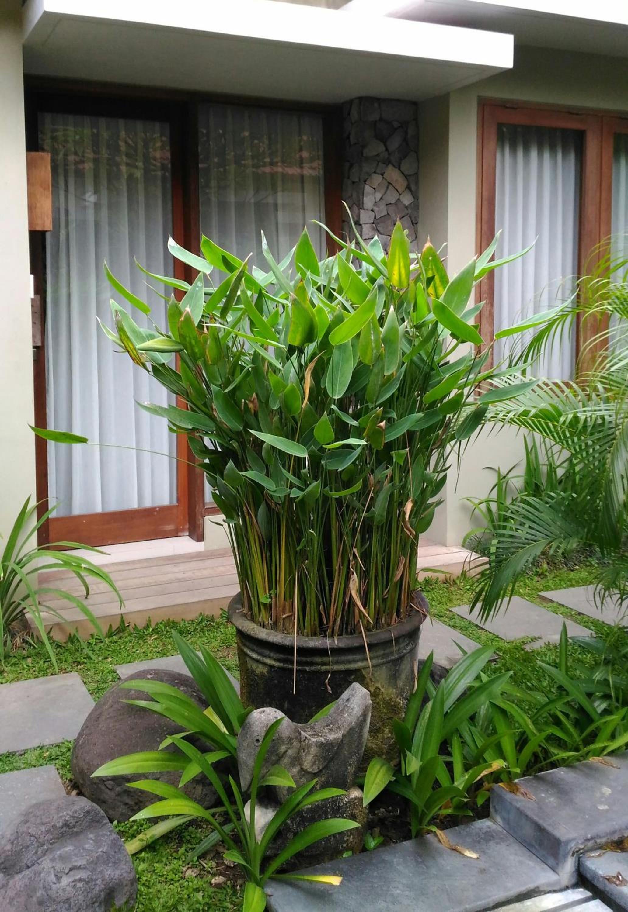 Uma Karan