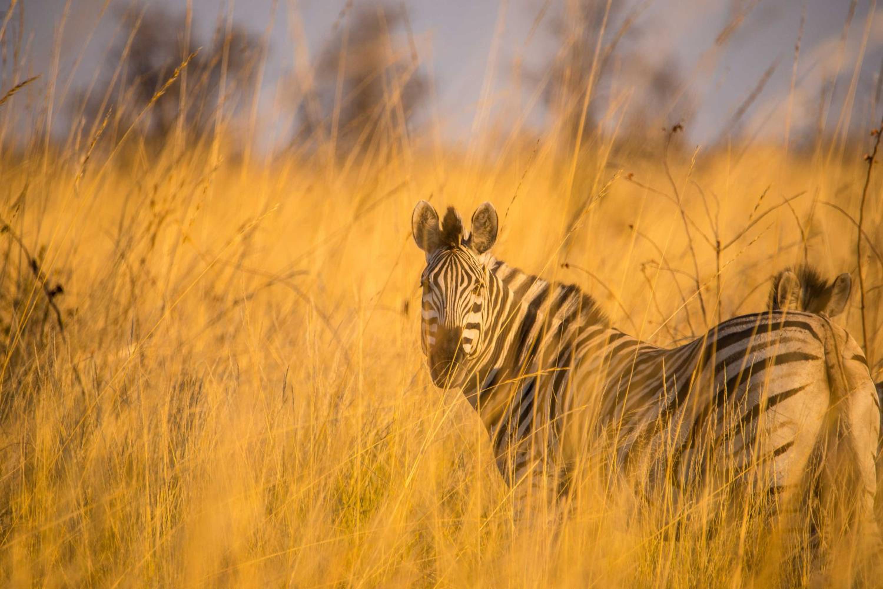 Ghoha Hills Savuti Lodge