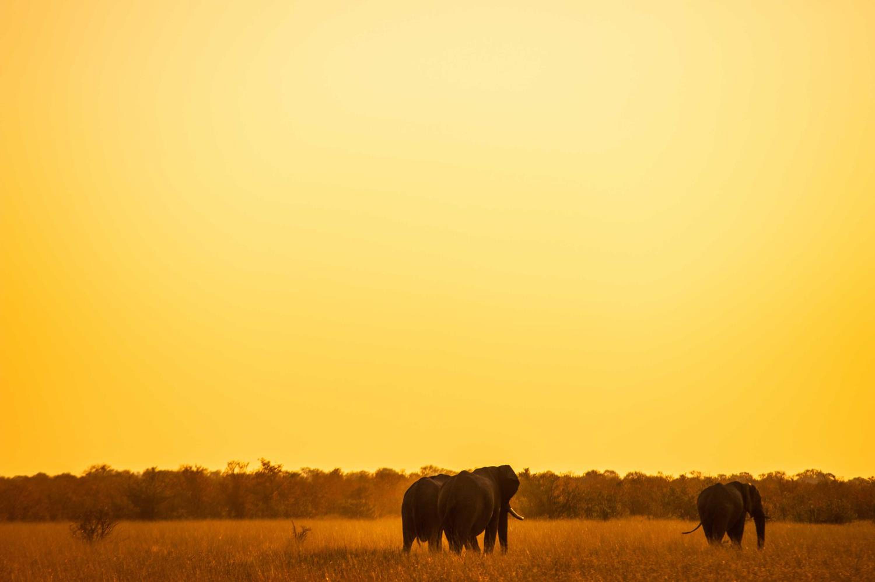 Ghoha Hills Savuti Lodge