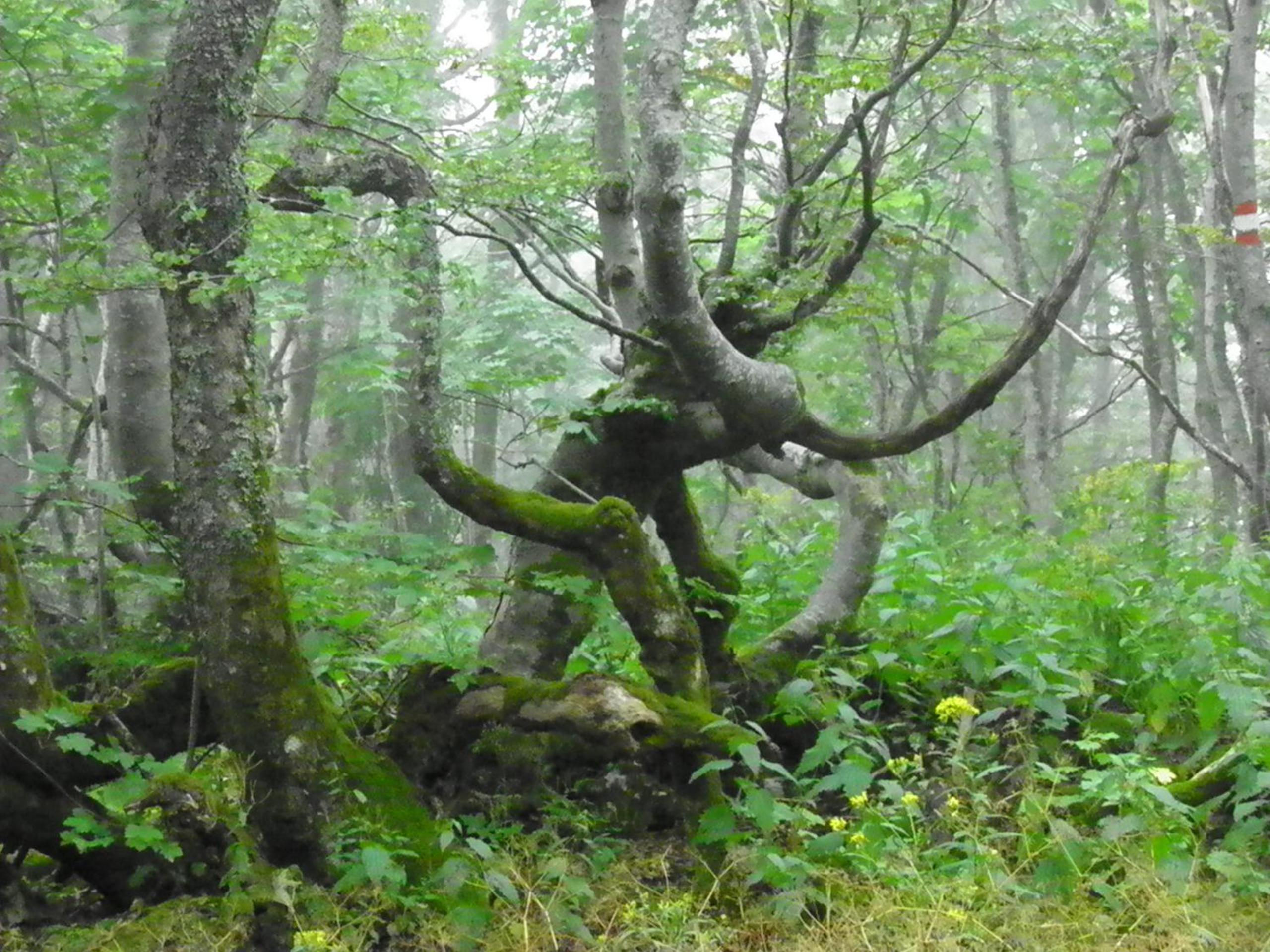 Photo 45
