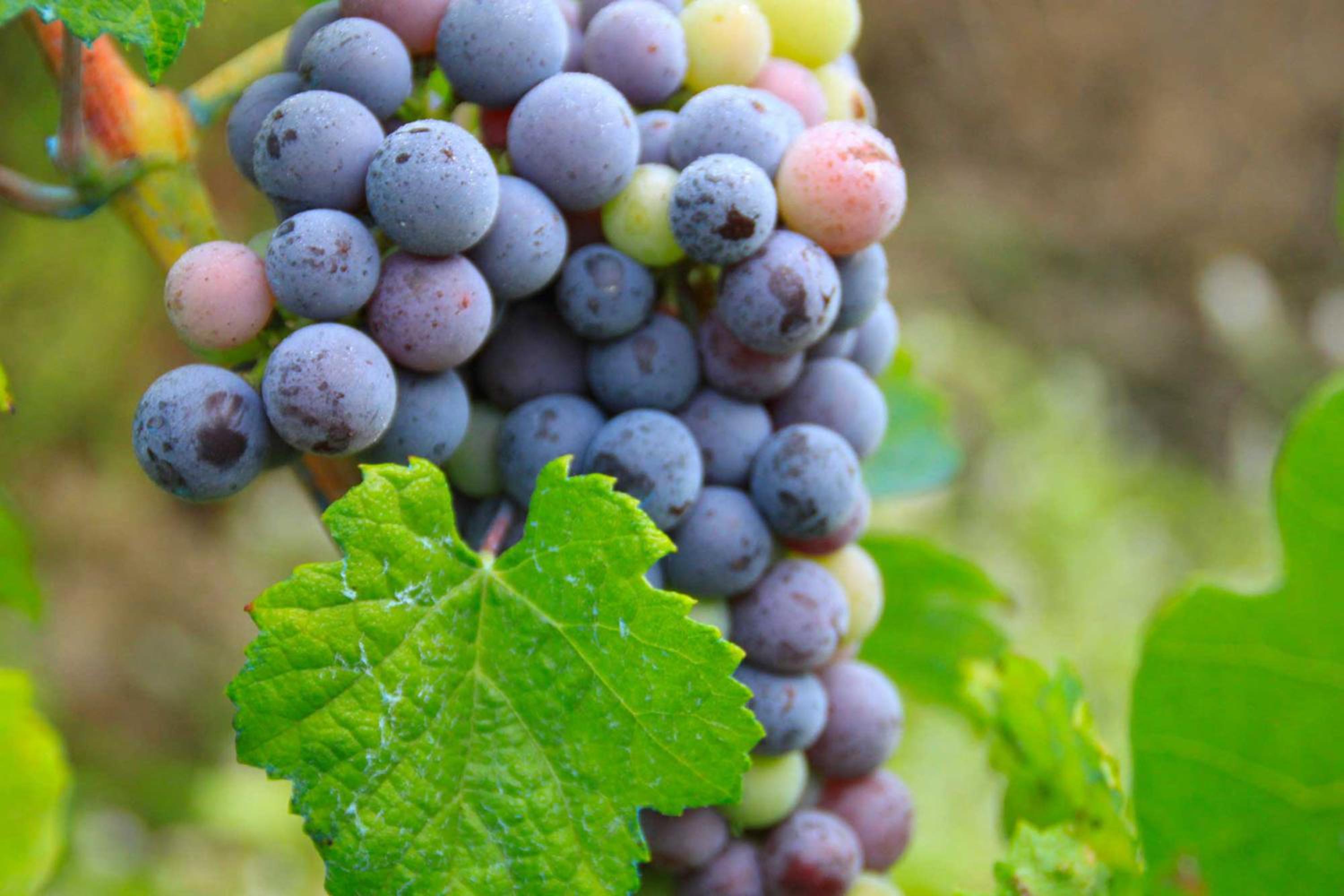 Quinta do Olival