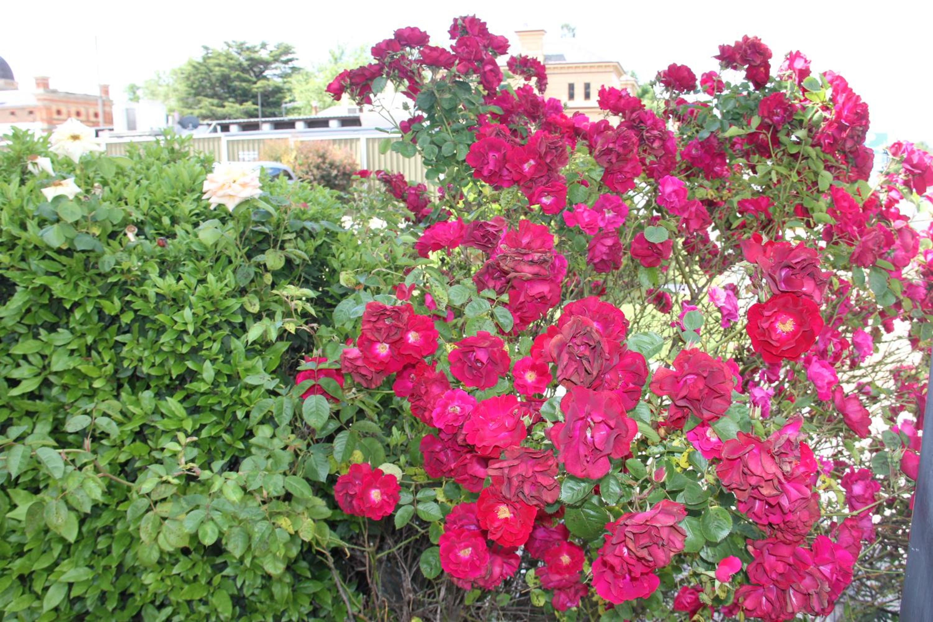 Photo 25