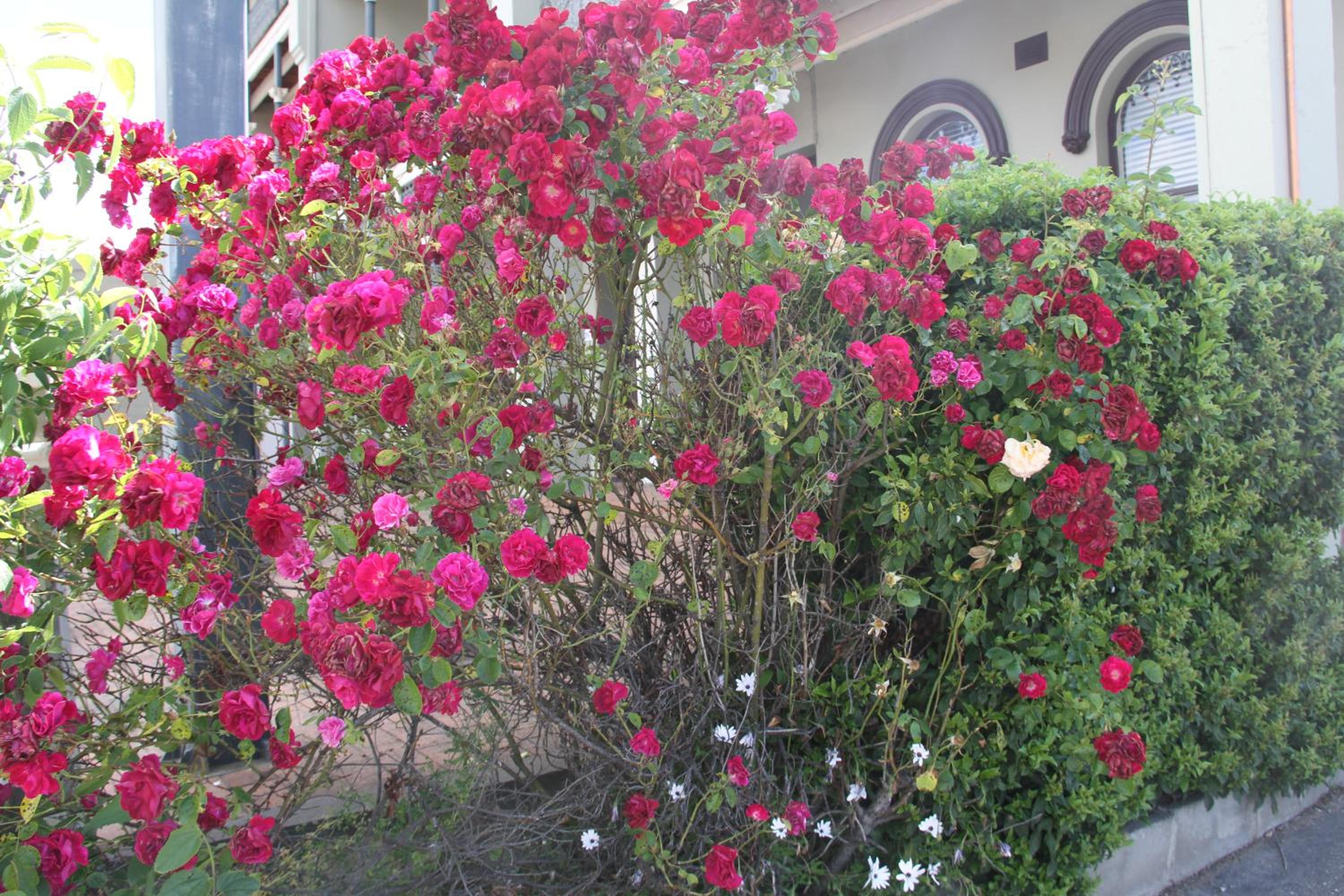 Photo 36