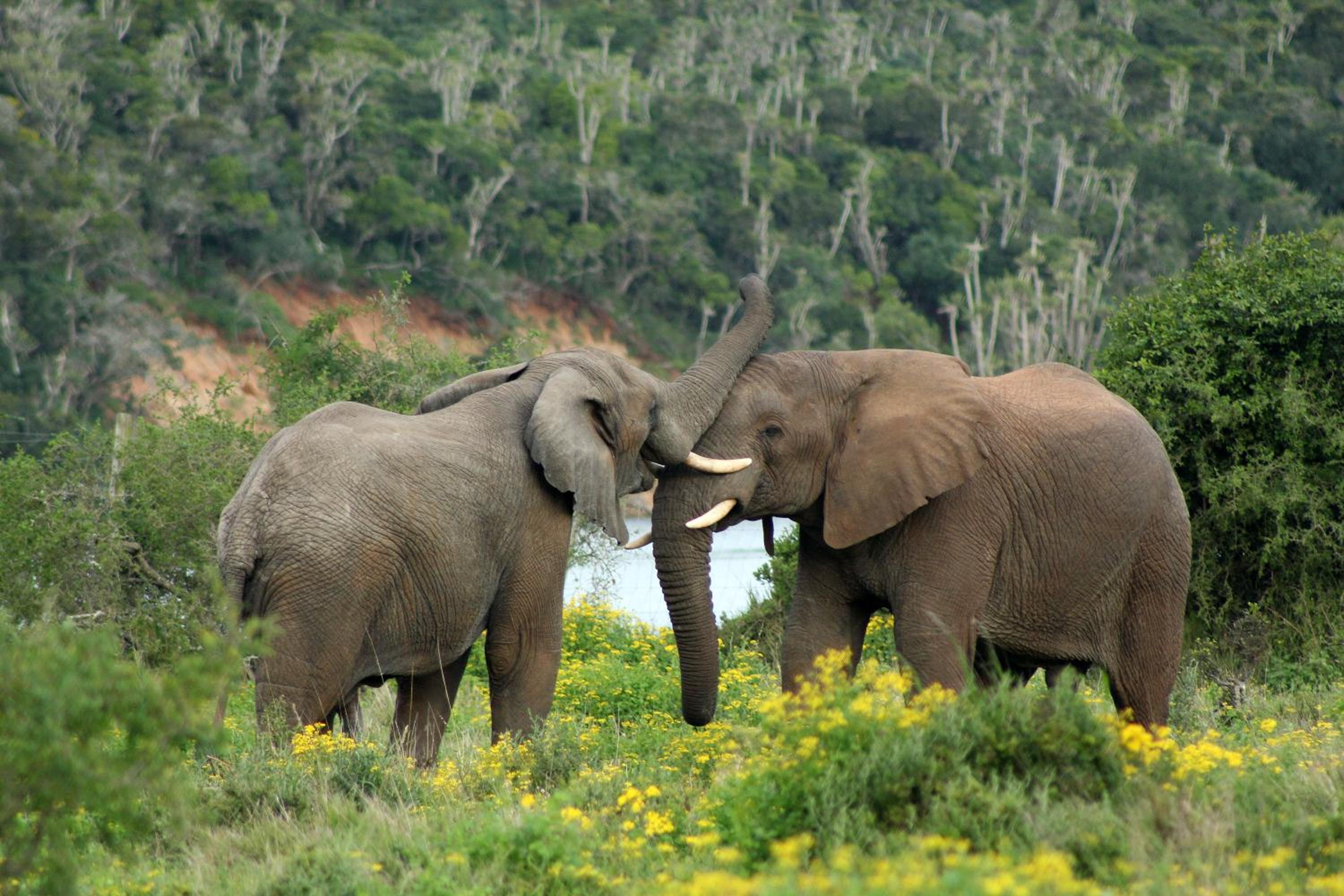 Sibuya Game Reserve and Lodge