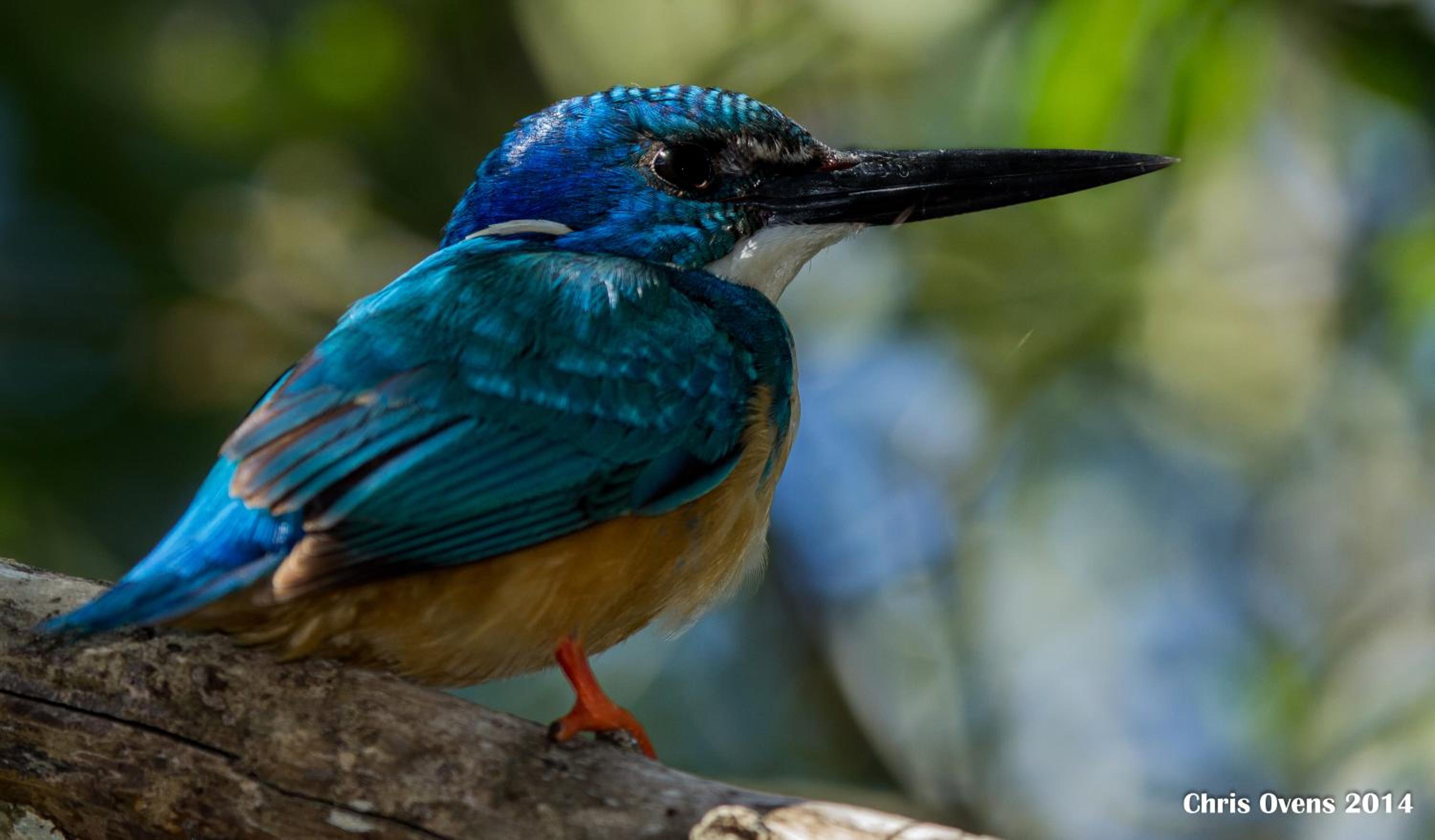 Sibuya Game Reserve and Lodge