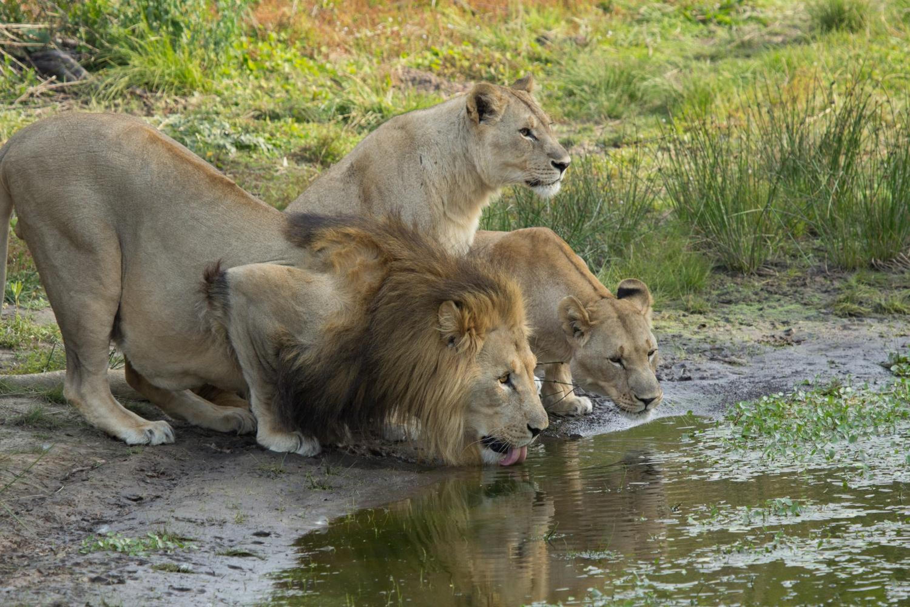 Sibuya Game Reserve and Lodge