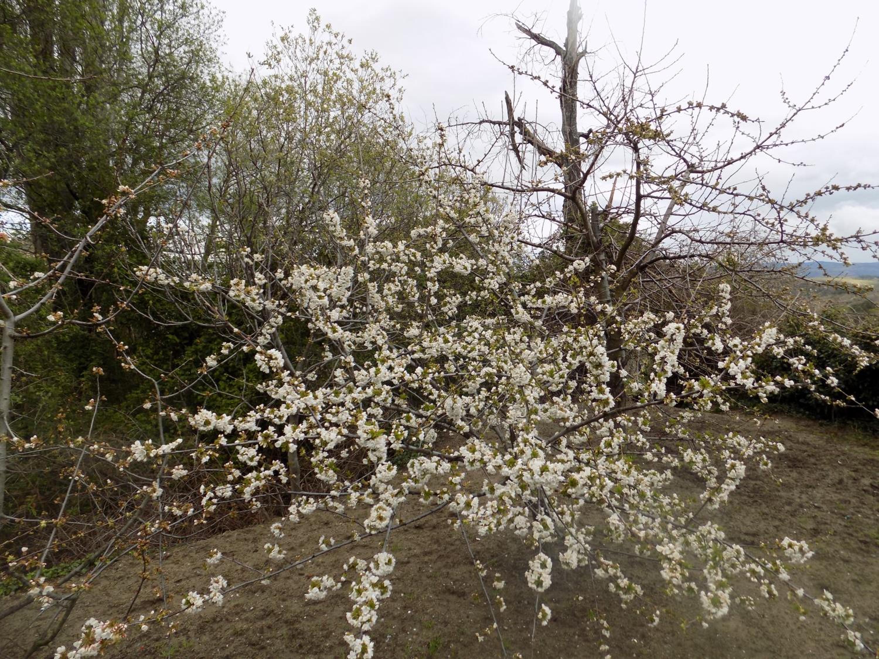 Photo 233