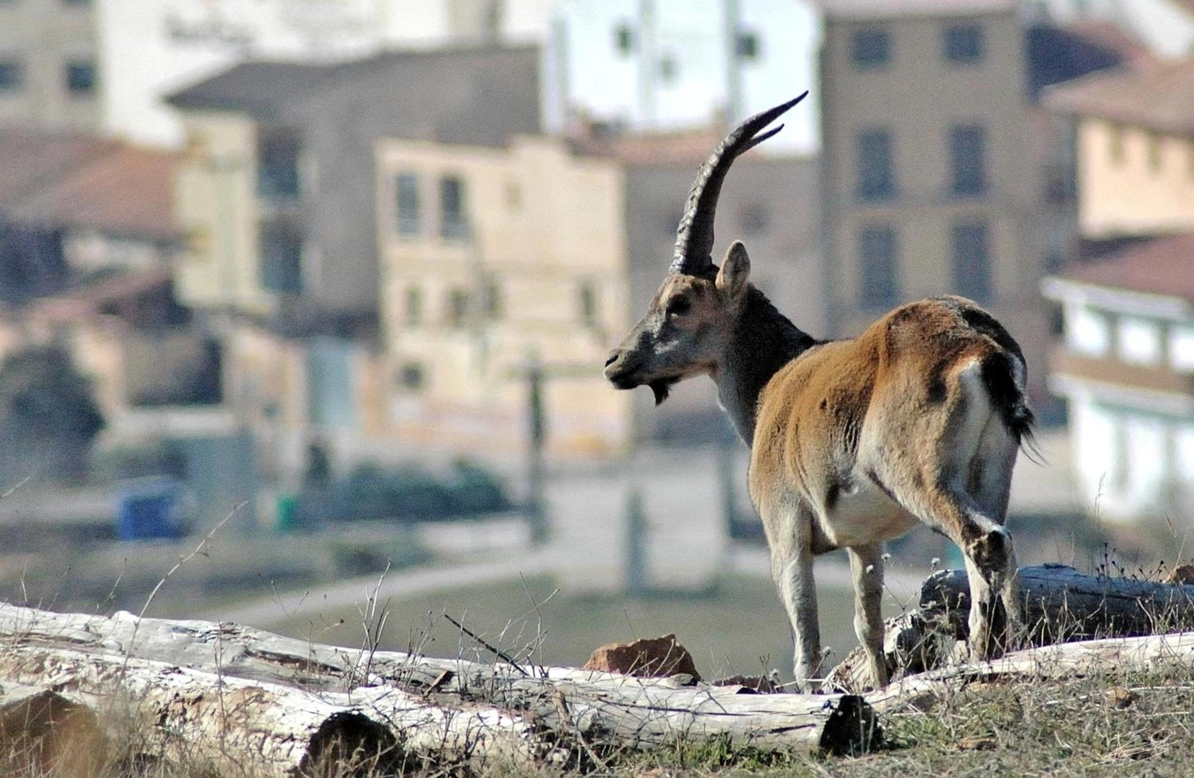 Photo 40