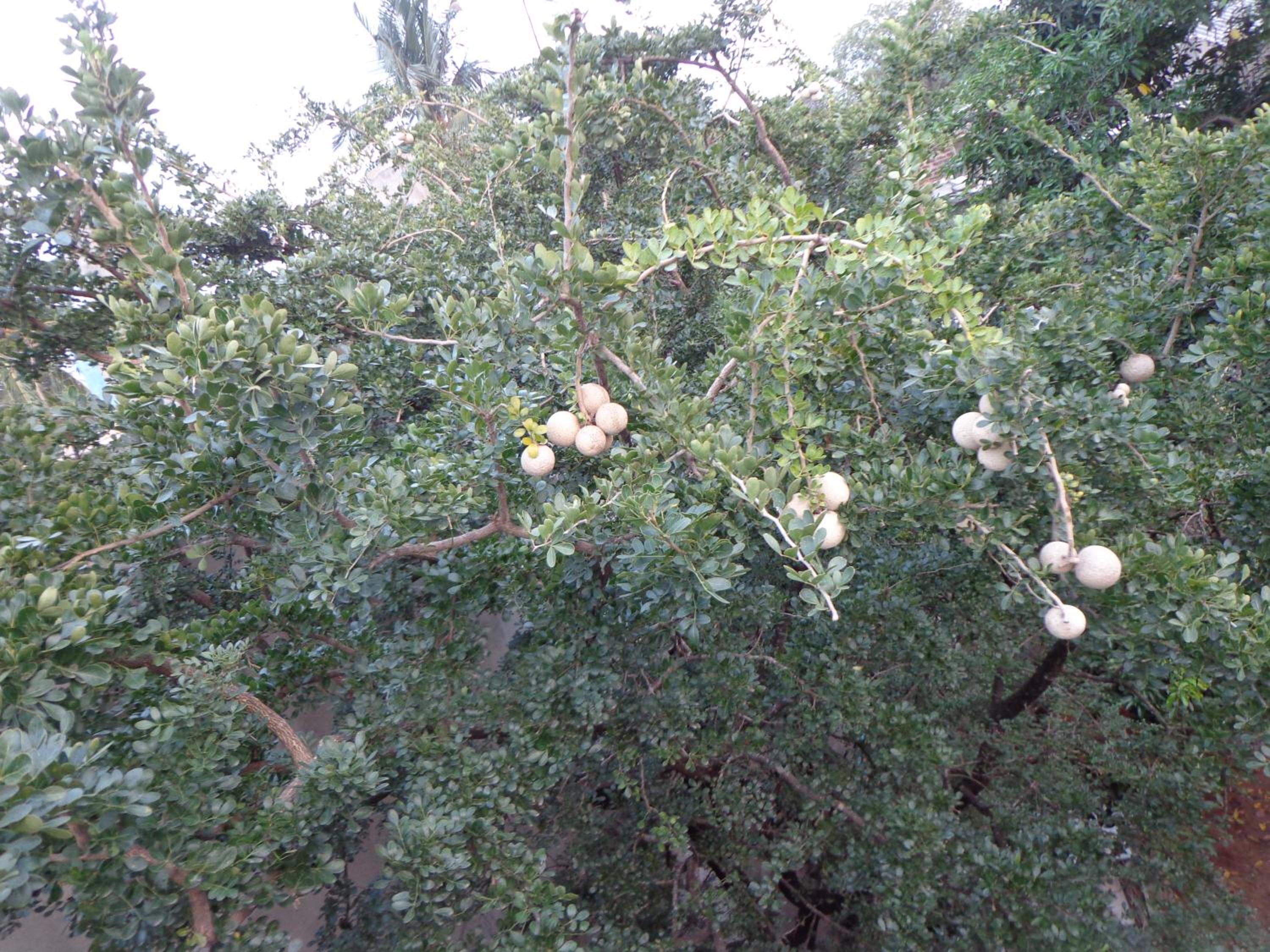 Photo 42