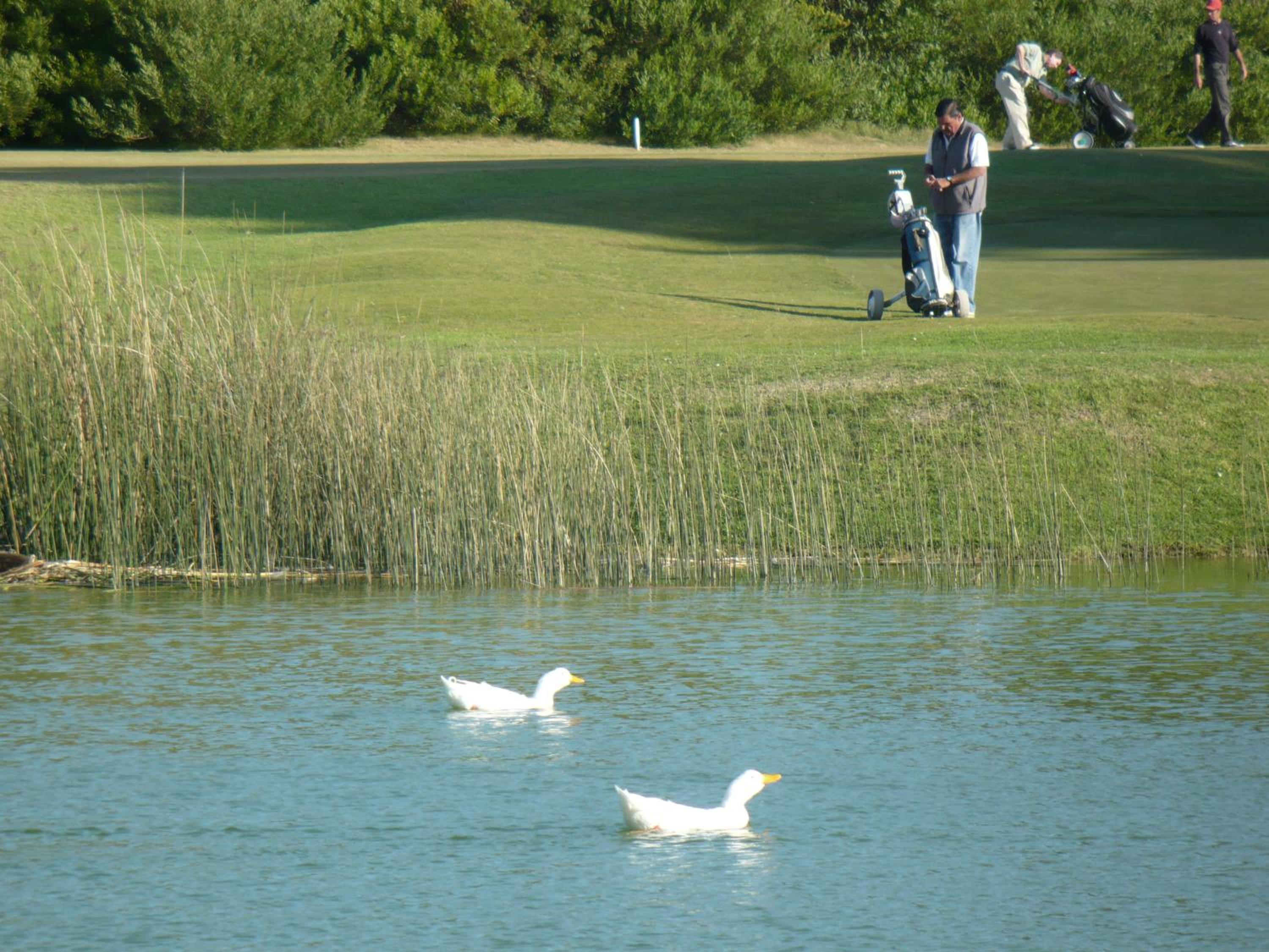 Complejo Frente al Golf