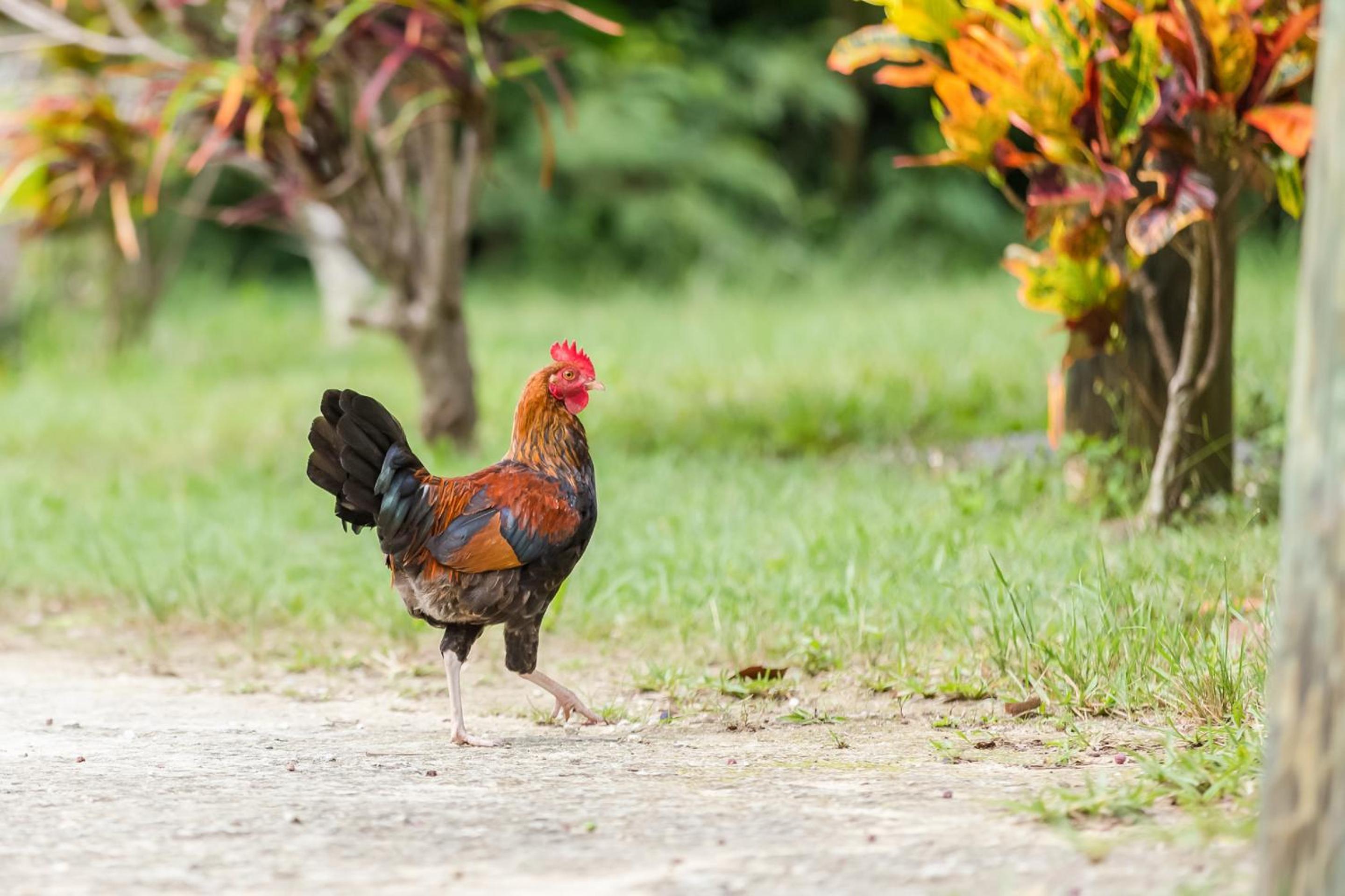 Photo 42