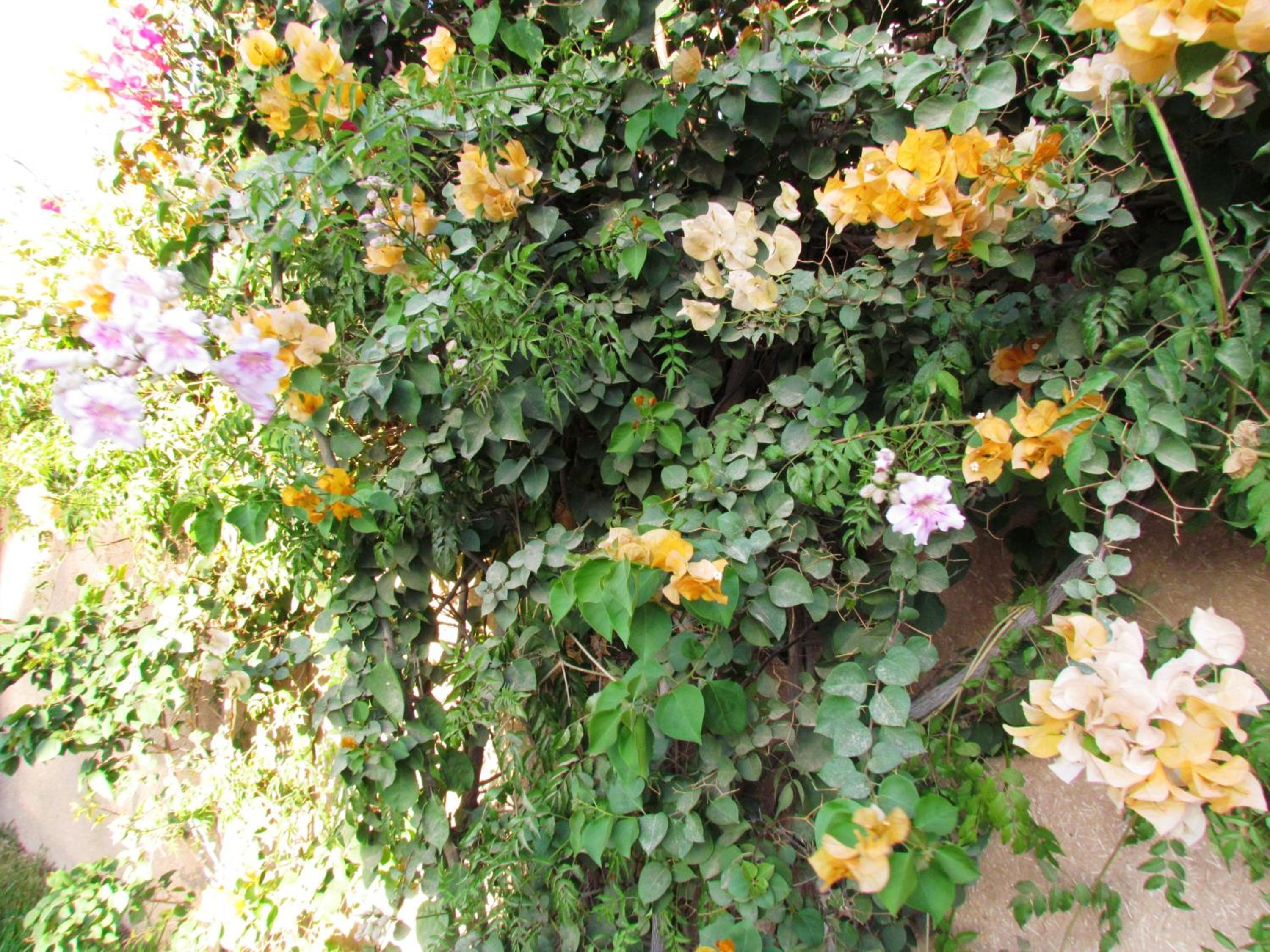 Photo 52