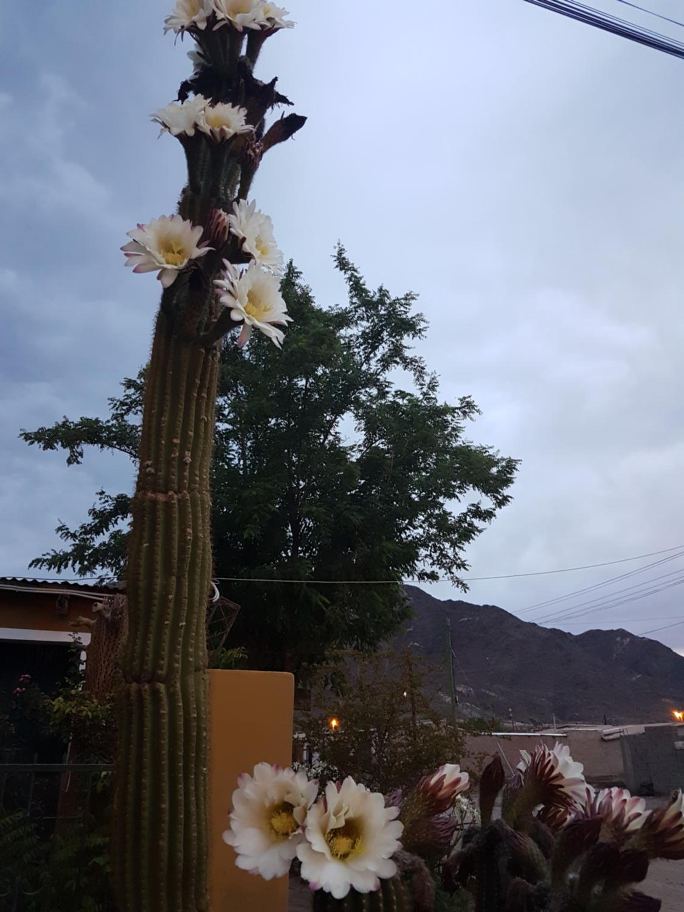 Cardones de Molinos