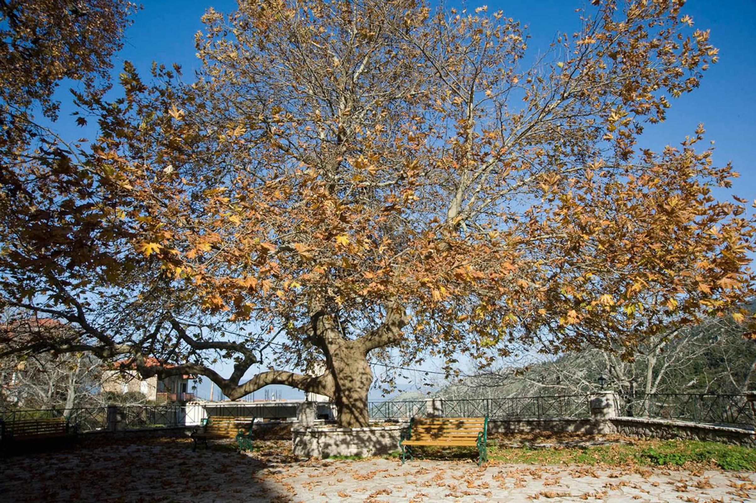 Photo 45