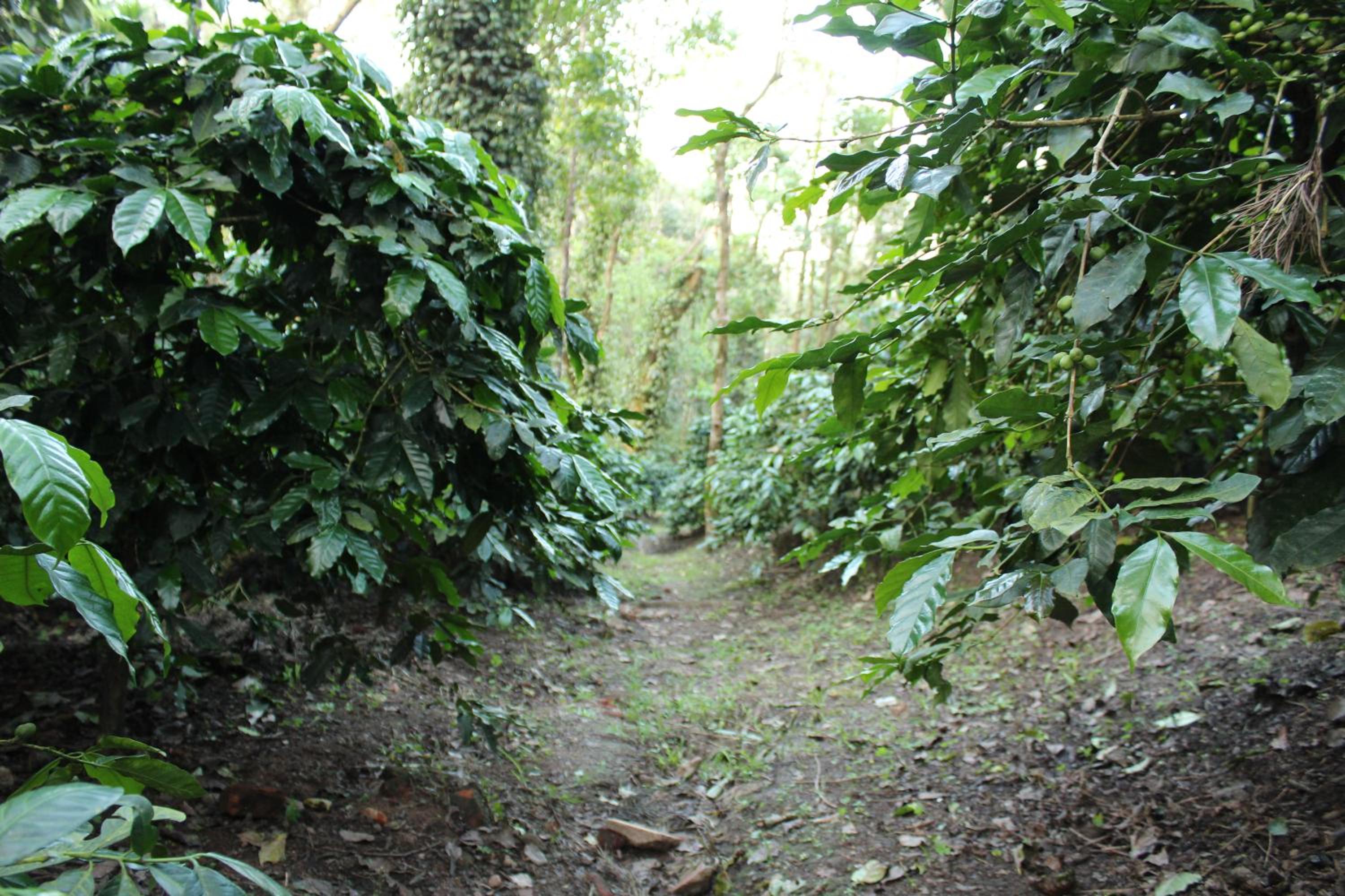 Guddadamane Homestay