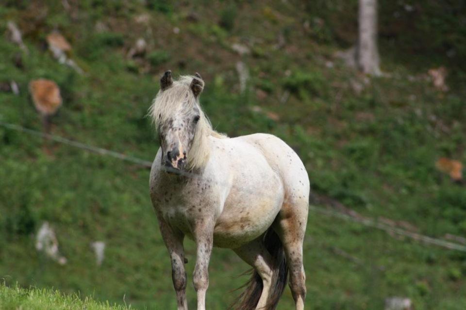 Hefenscherbauer