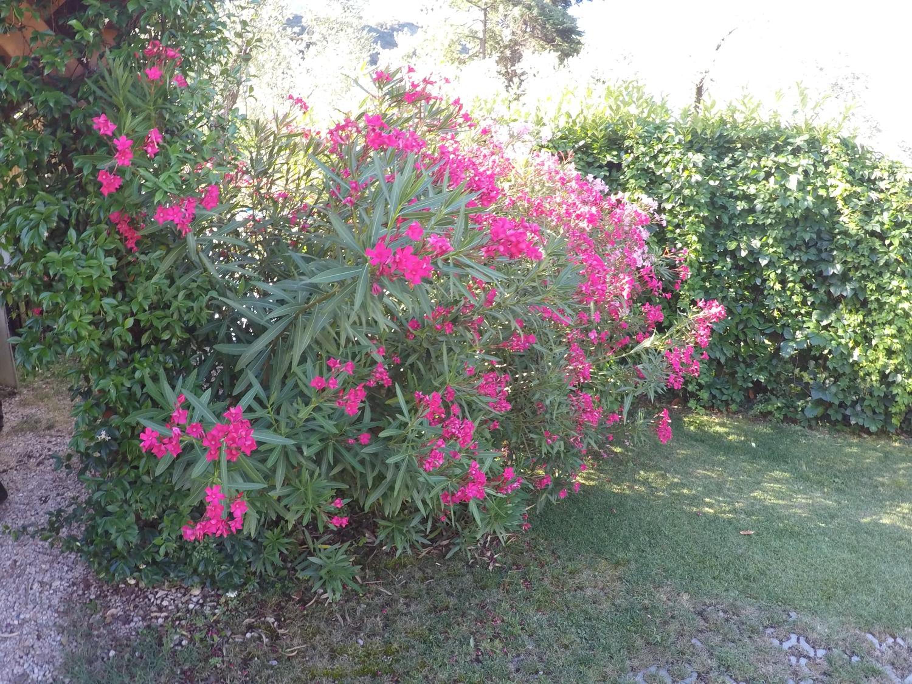 Photo 45