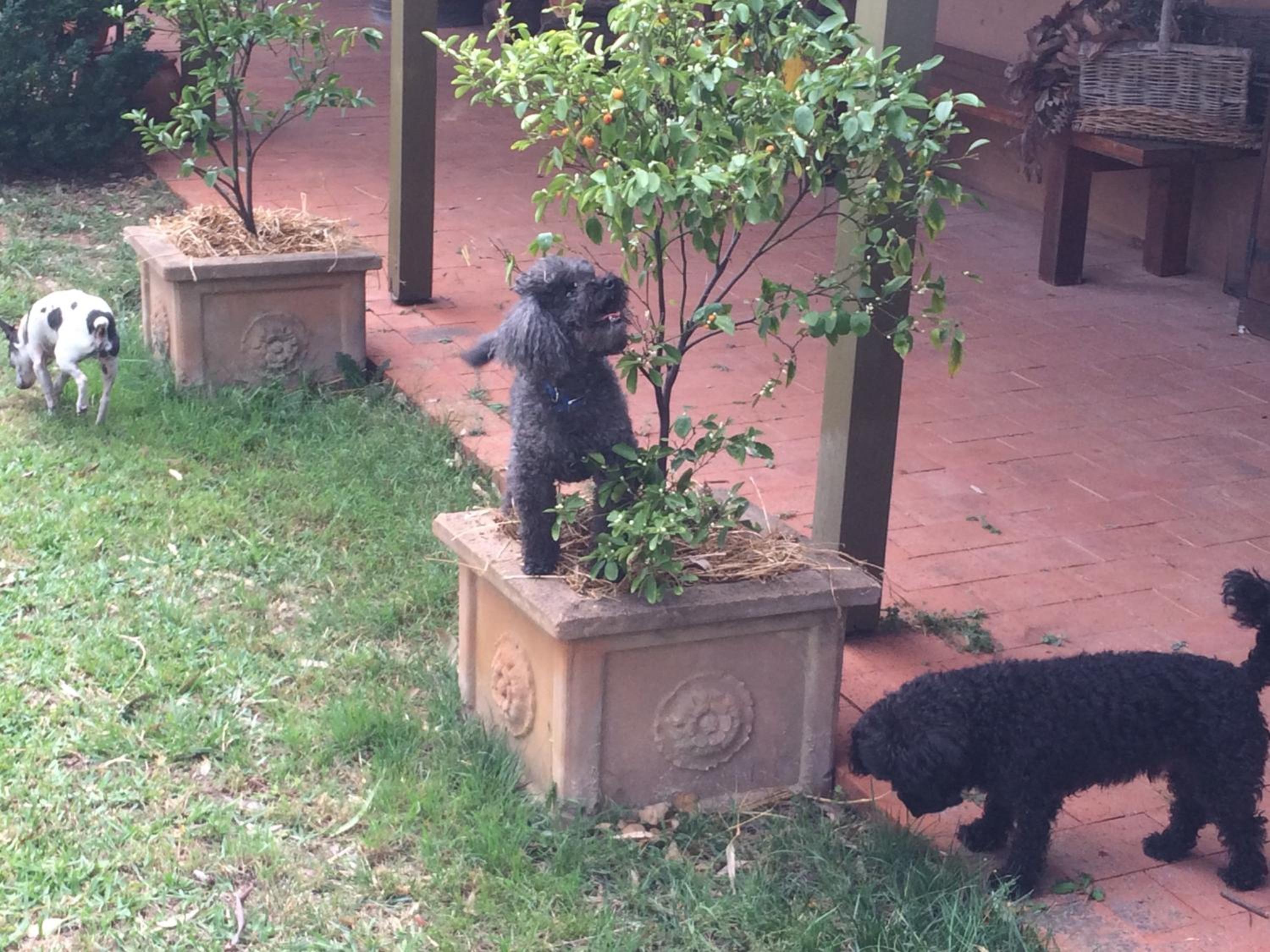 Wildwood Guesthouse