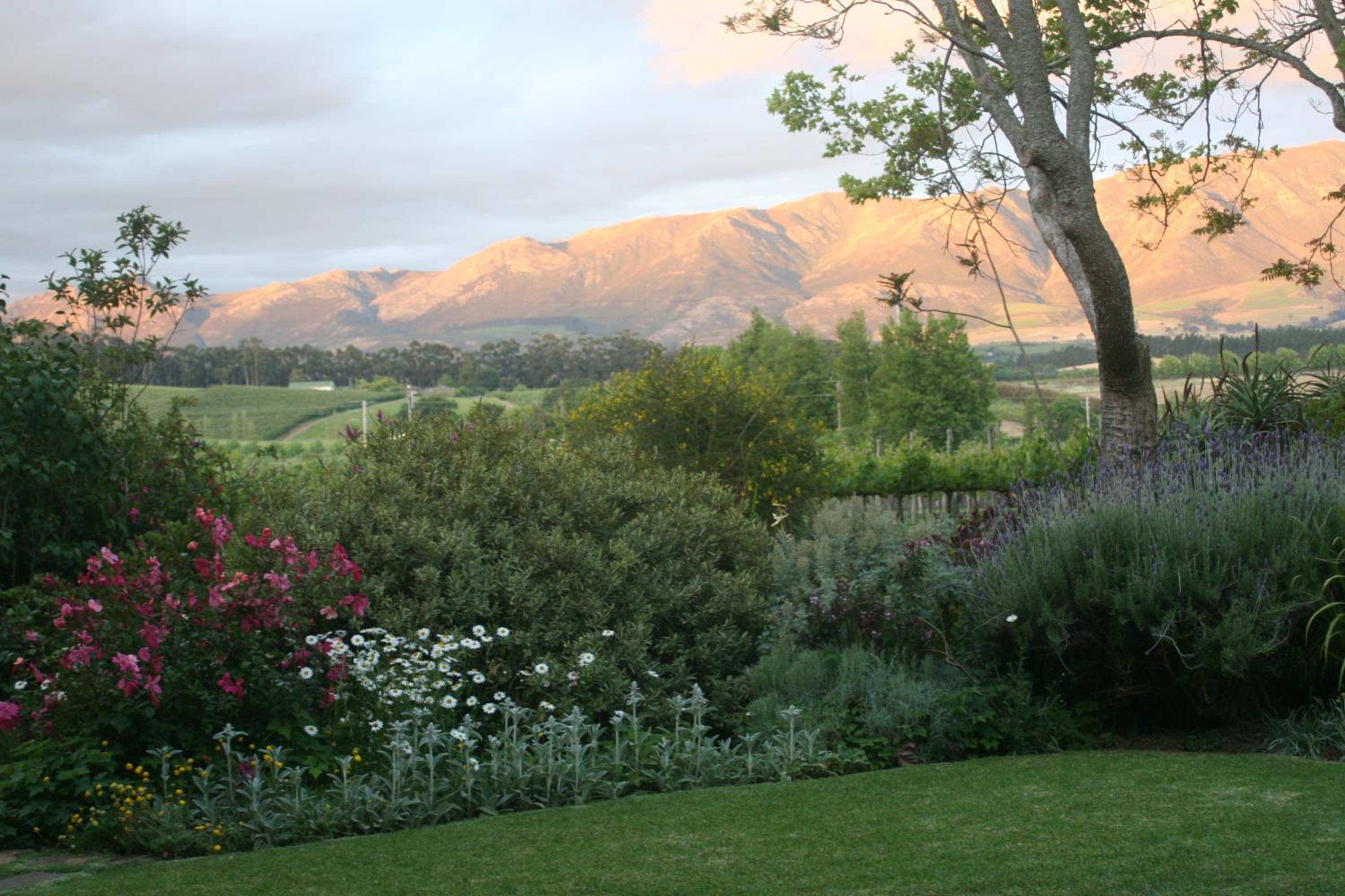 Belfield Wines and Farm Cottages