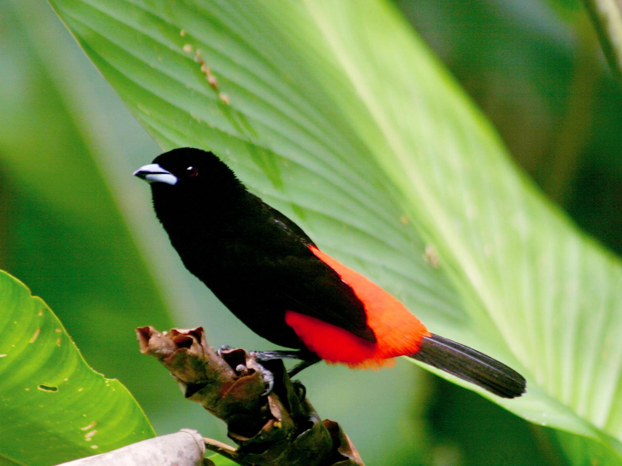 El Colibri Lodge