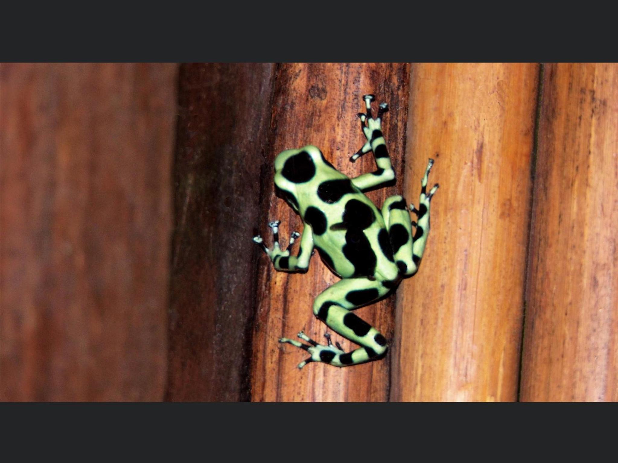 El Colibri Lodge
