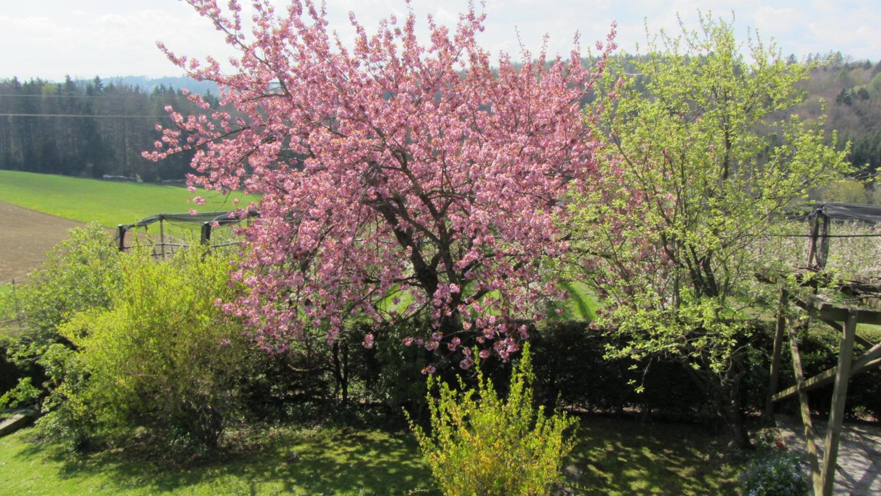 Pension Maria Wallner