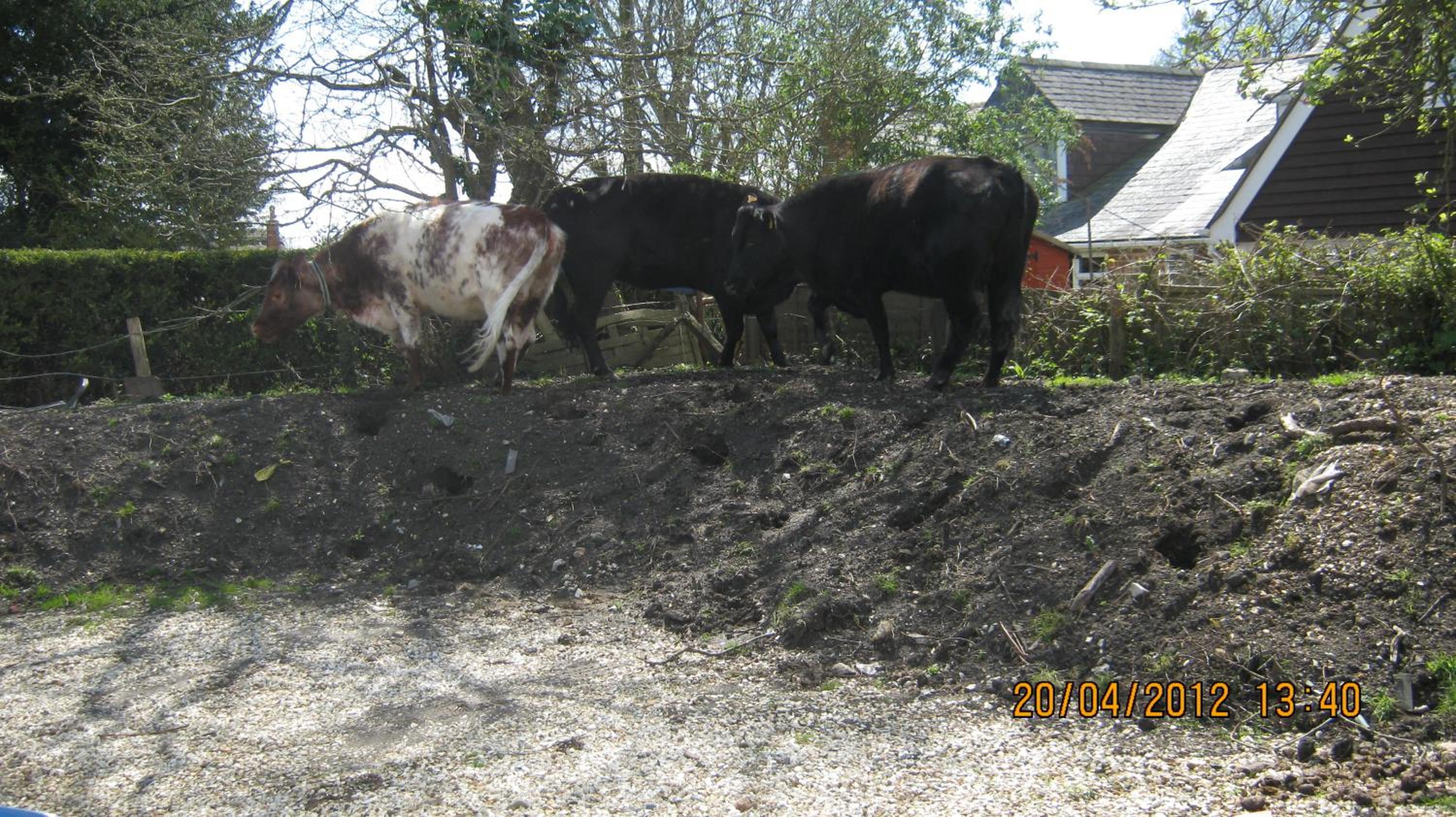 Photo 23