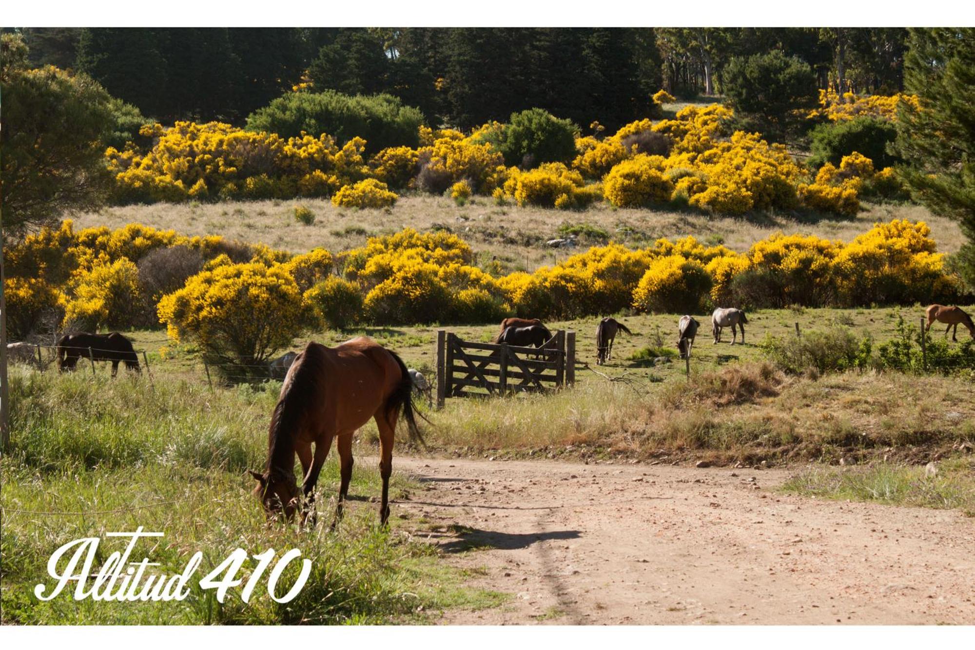 Altitud 410