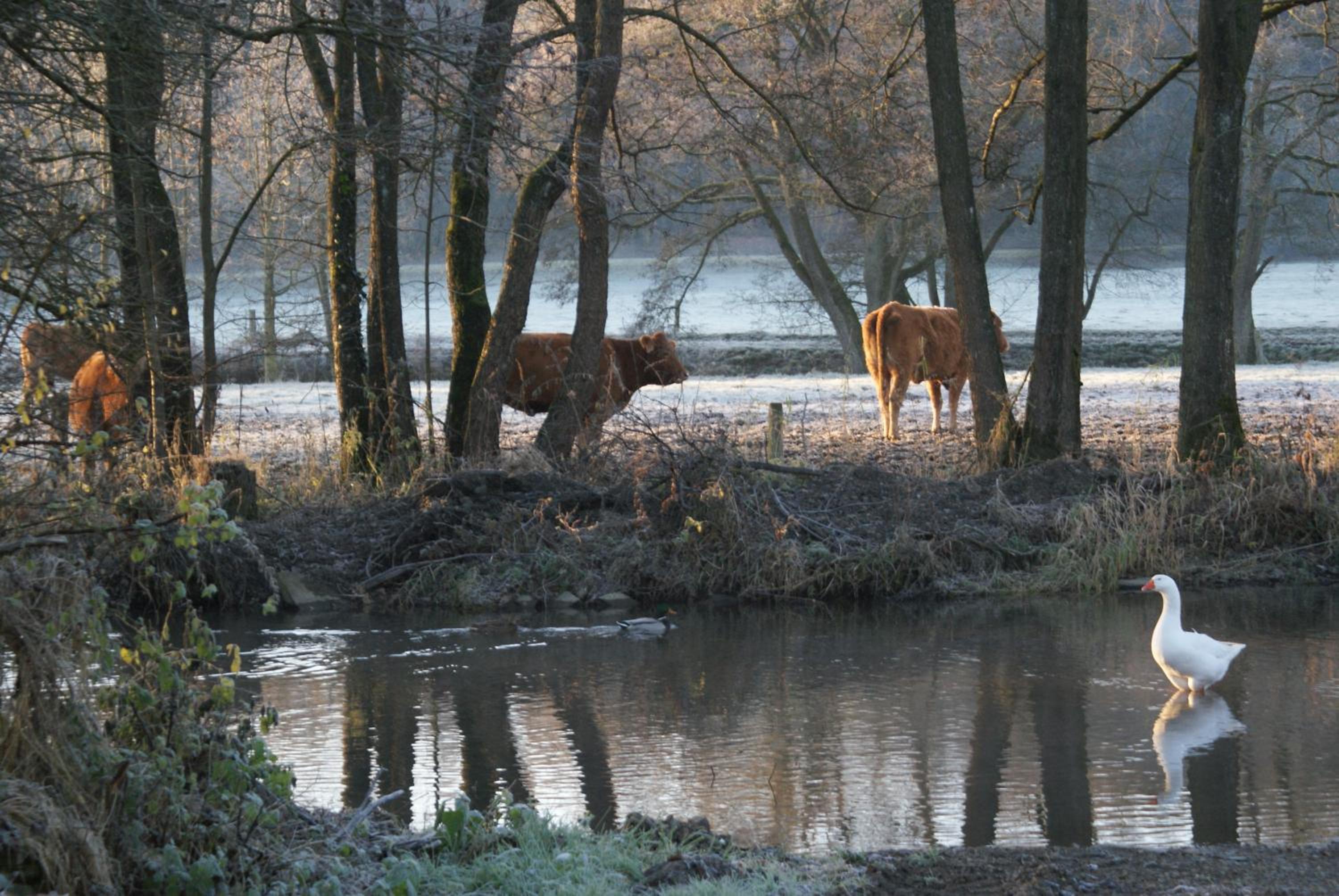 Le gîte de l Ourthe