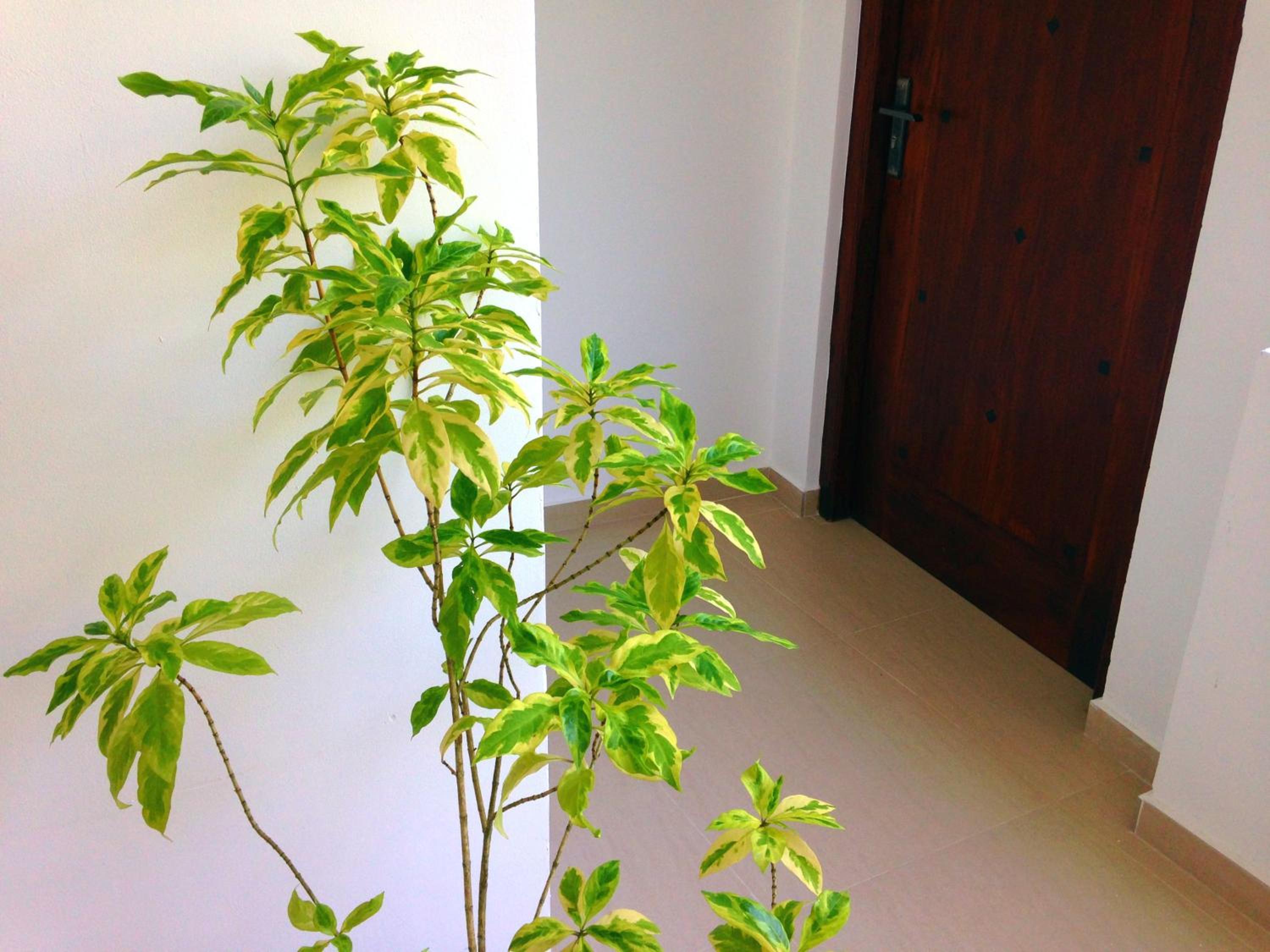 Photo 42