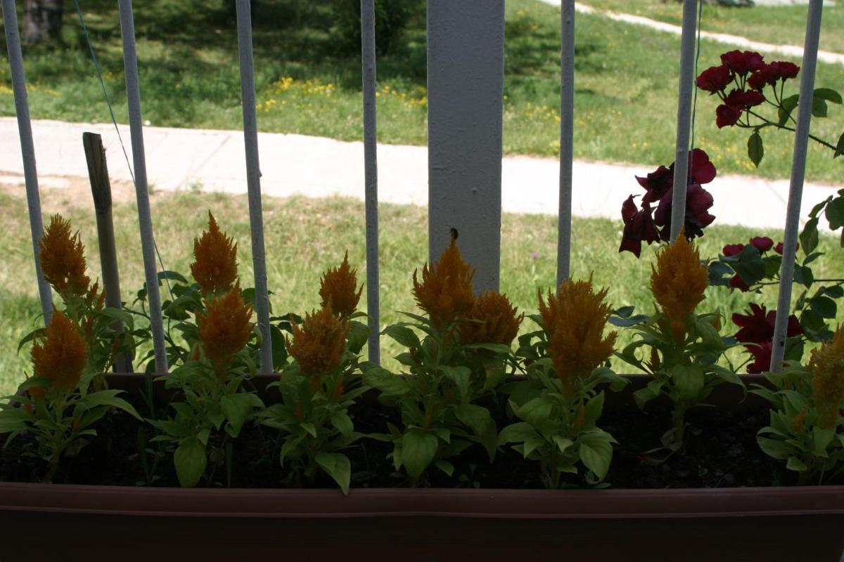 Photo 43