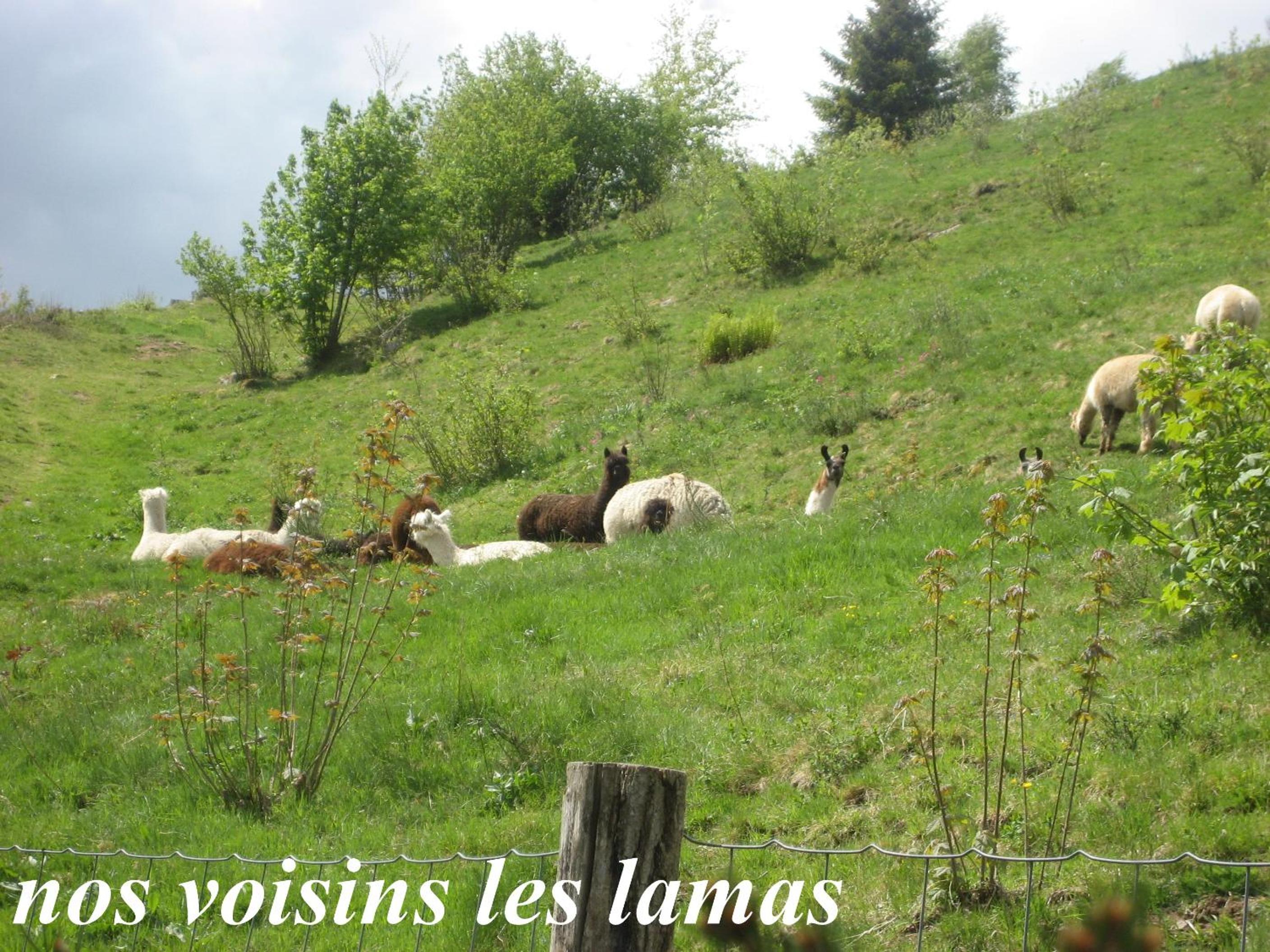 les Genêts, photo 16