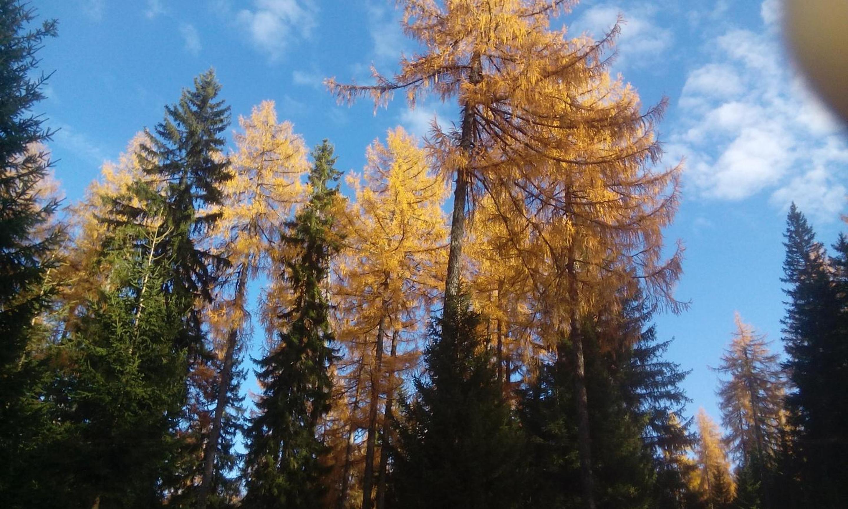 Da Bräuhauser