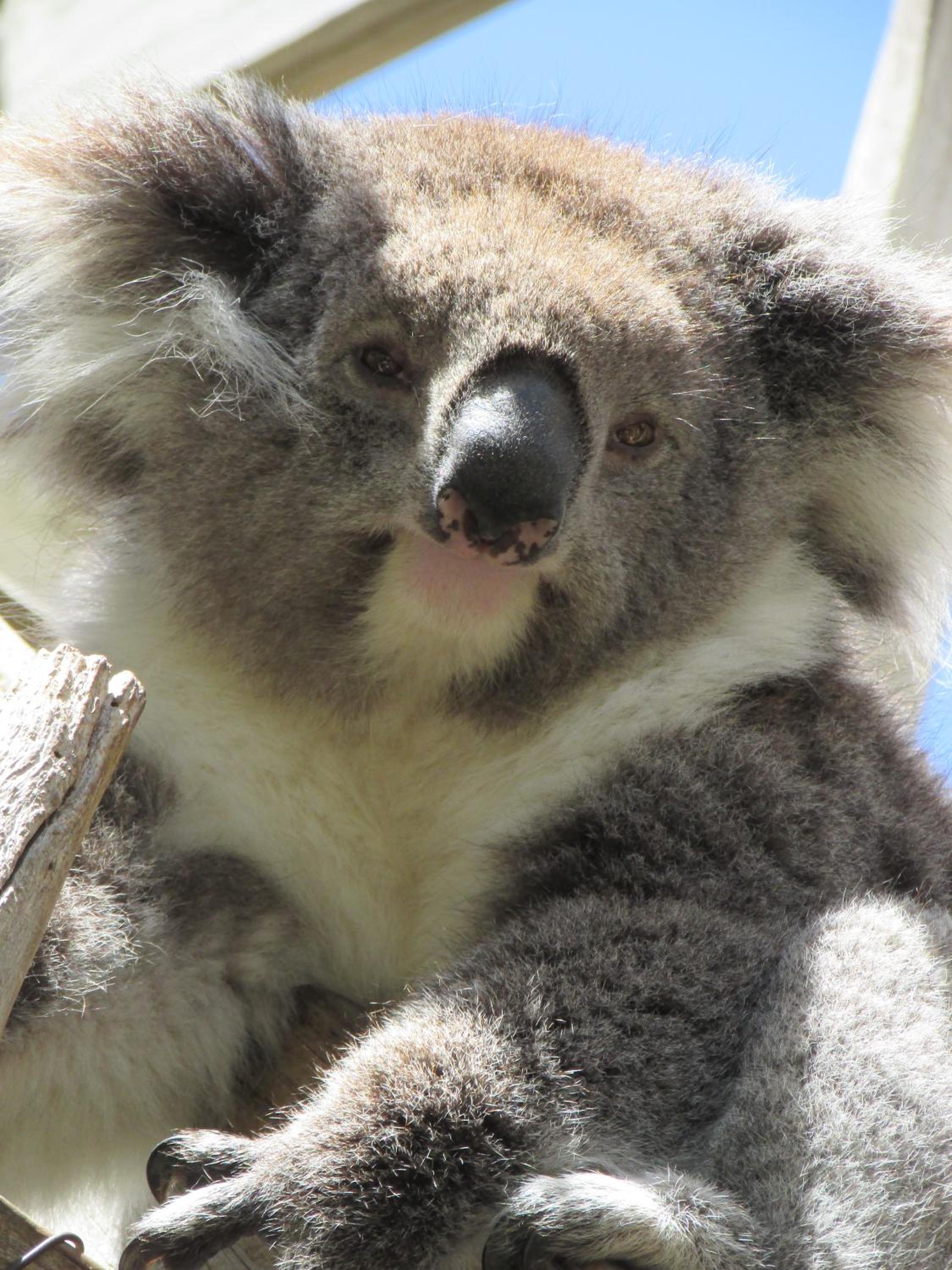 Lazy Days Cottage - Victor Harbor