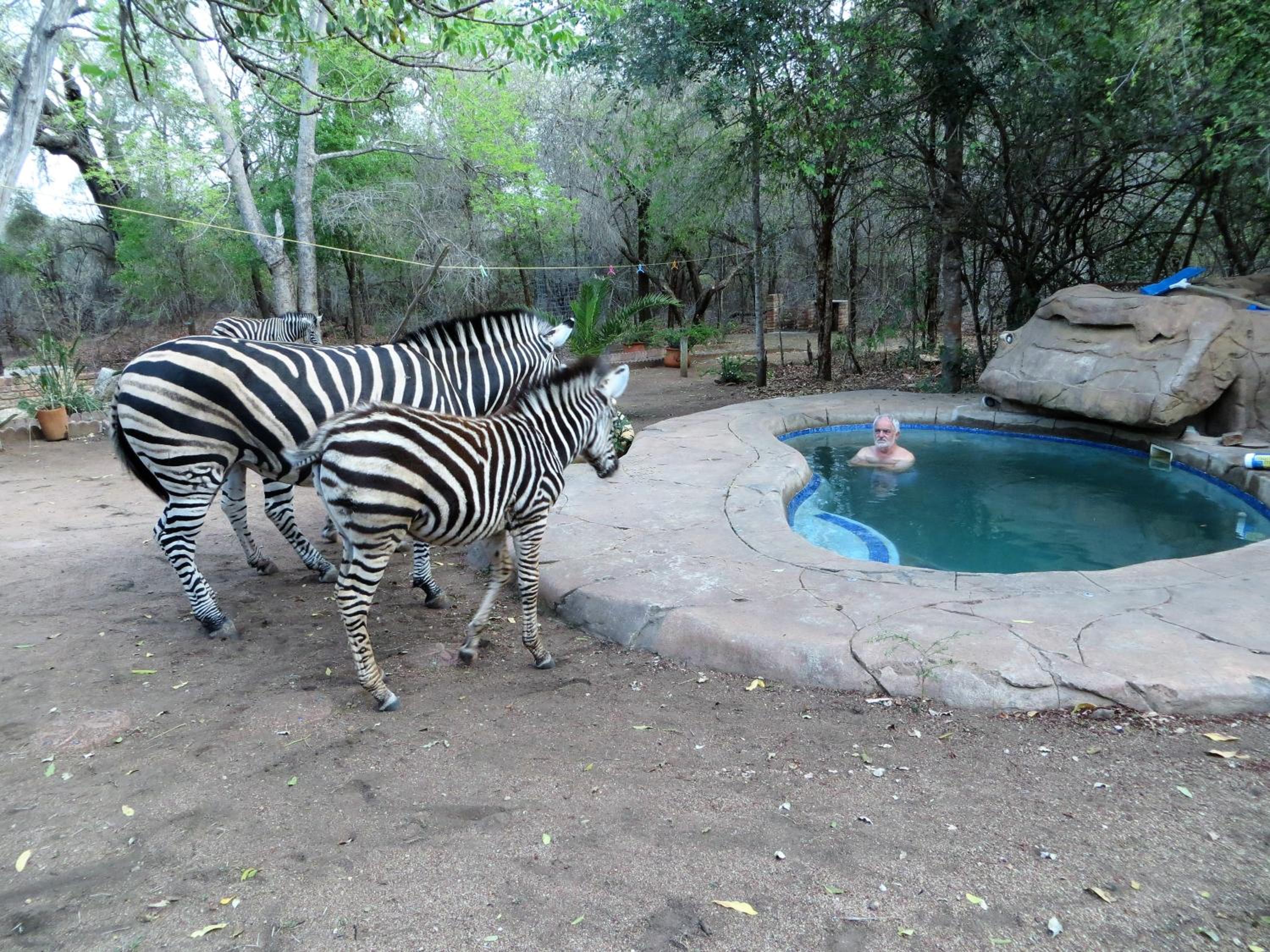 Kruger Safari Animal Encounter